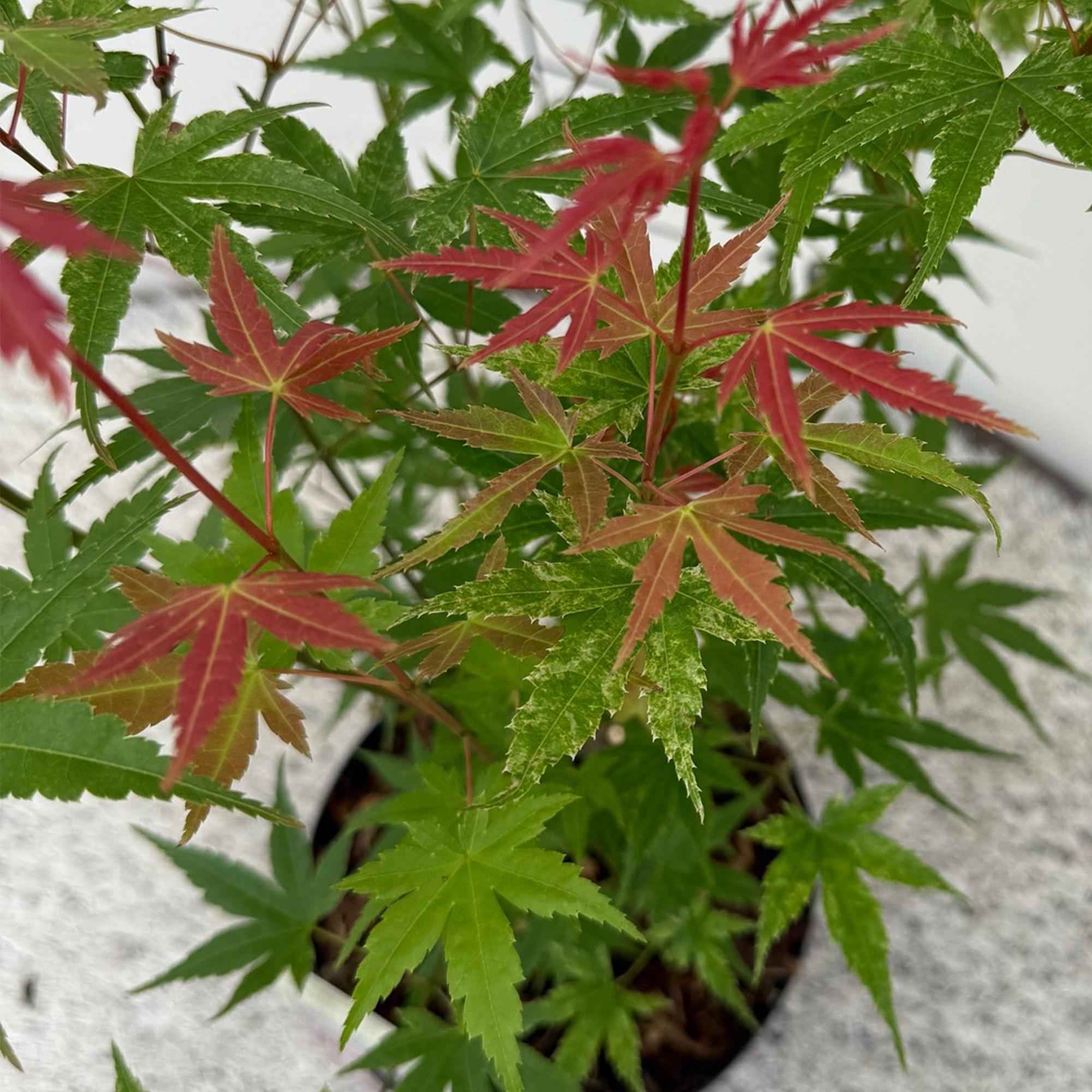 Image of Ahorn Acer palmatum Phoenix – 12cm – Höhe ca. 35cm – Rosa Austrieb & rote Blüte-2