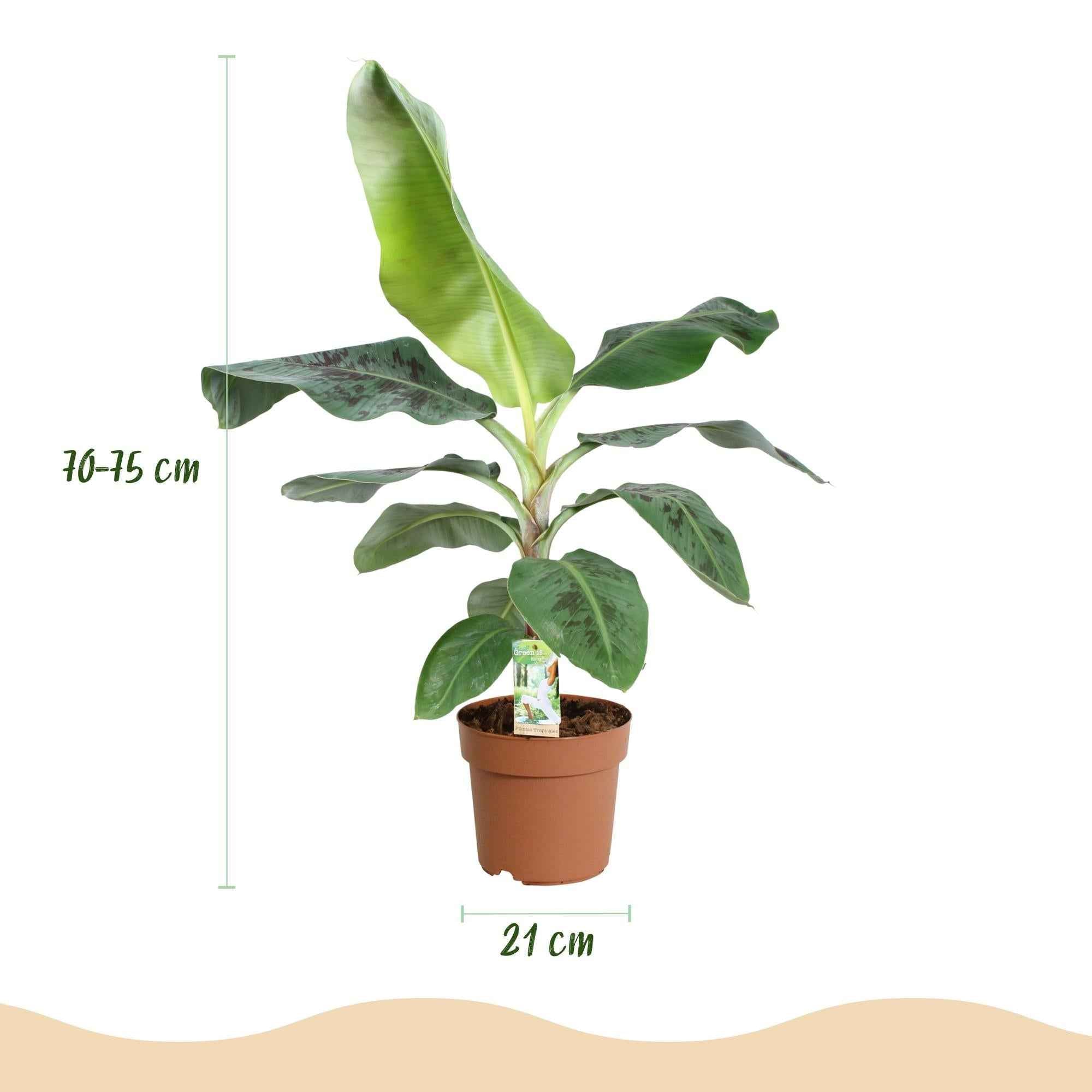 Image of Bananenpflanze Musa acuminata Dwarf Cavendish – 70-75cm – 21cm – pflegeleicht