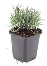 Image of Lavandula intermedia 'Edelweiss' – 48 Pflanzen – Winterharter Weißblühender Lavendel – Duftend & Bienenfreundlich-3