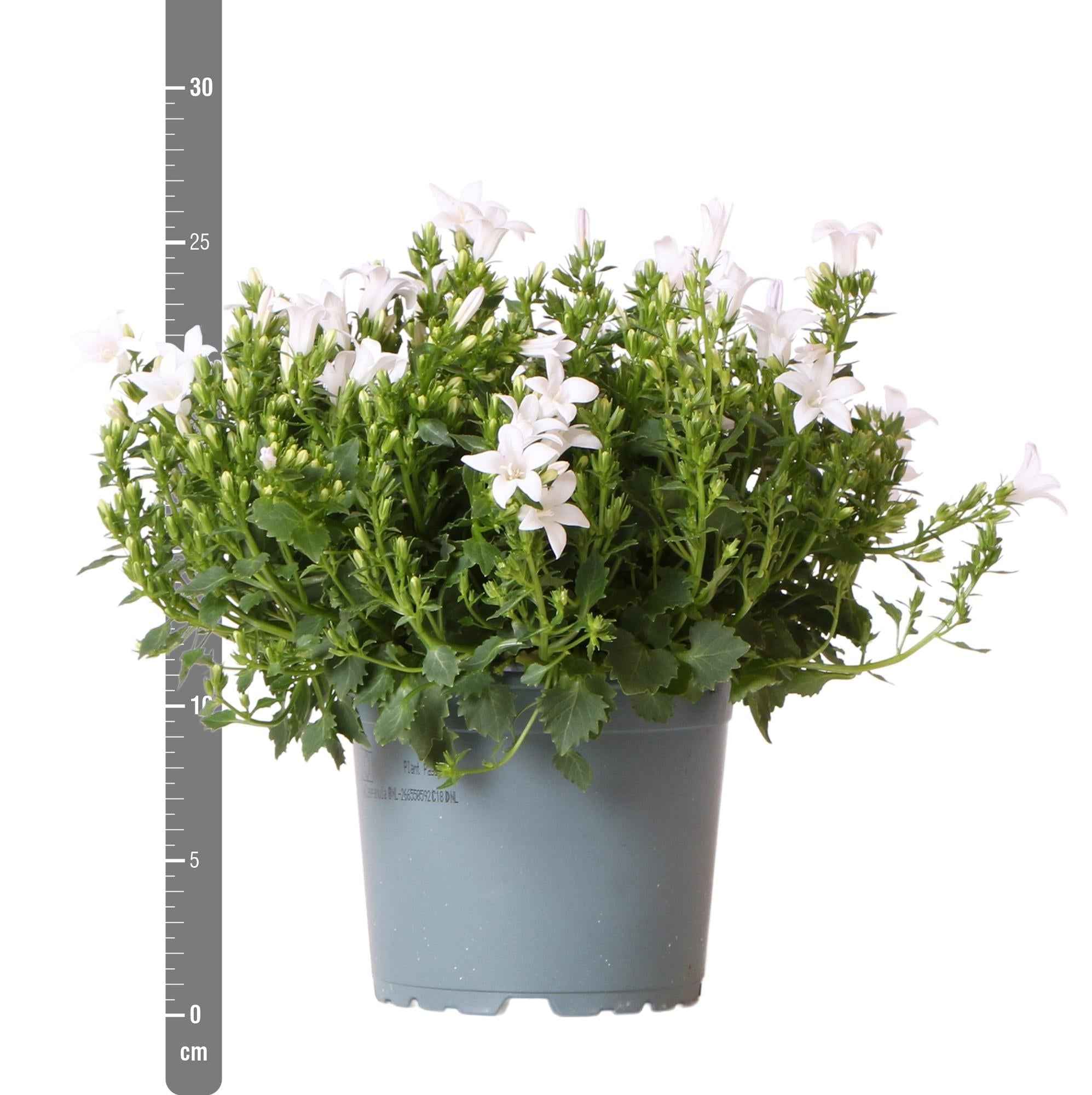 Image of Campanula Addenda weiß 12cm – winterharte mehrjährige Glockenblume – Wuchshöhe ca.20-30cm – pflegeleicht-1