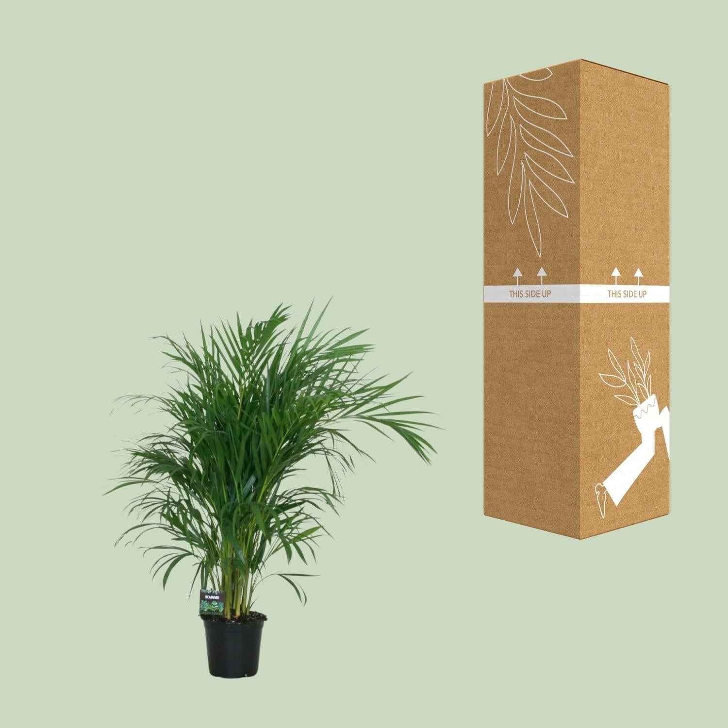 Image of Goldfruchtpalme – Dypsis lutescens – Zimmerpflanze – Luftreinigende Bambuspalme – ca. 100–120 cm hoch – Ø19 cm Topf – Tropisches Raumgrün für Wohnung & Büro-4