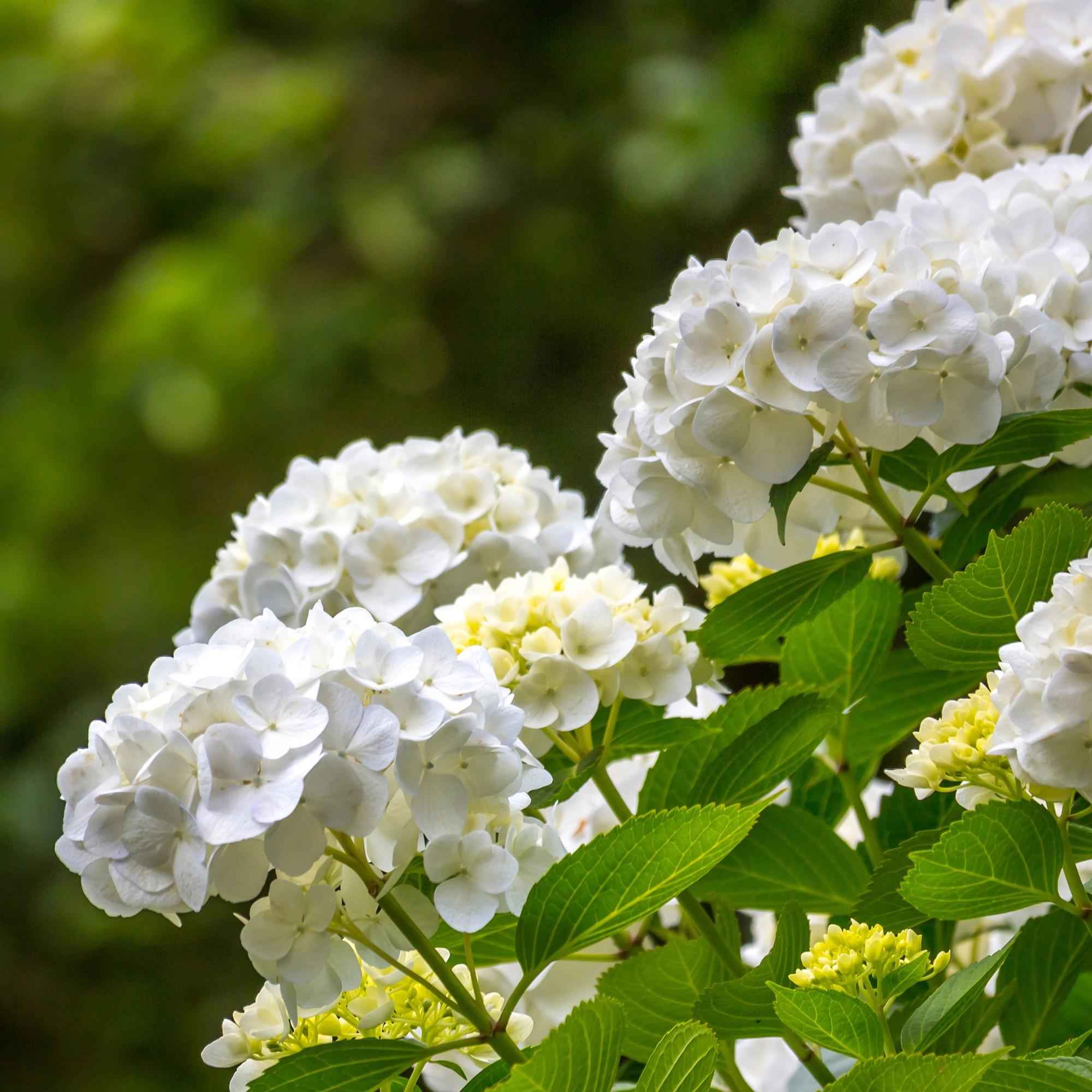 Image of Hortensie Hydrangea macrophylla weiß winterhart 20-30cm 12cm für Garten Balkon Terrasse Beet blühender Zierstrauch pflegeleicht bienenfreundlich