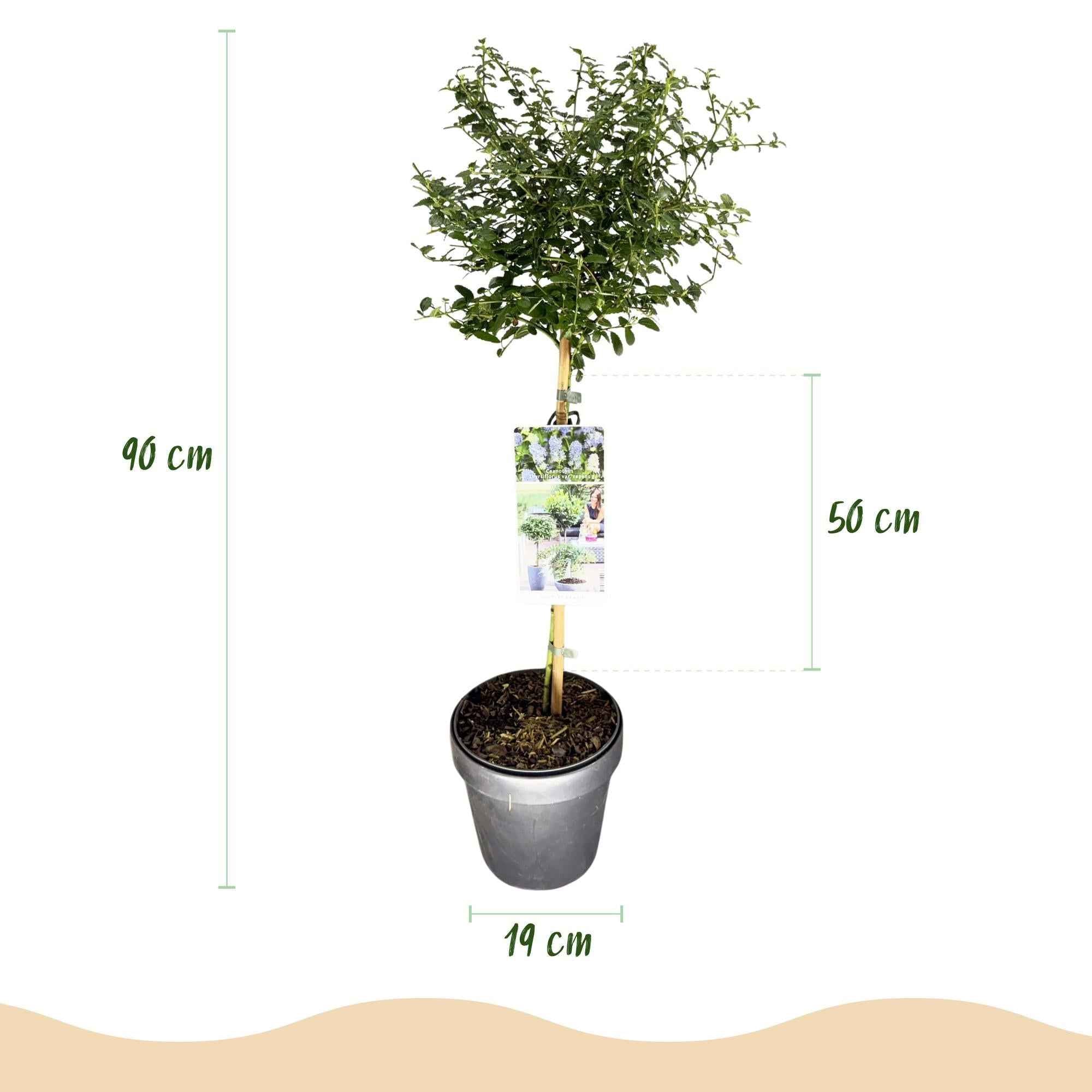 Image of Kalifornischer Flieder Ceanothus thyrsiflorus Repens Ø19cm Höhe90cm – Immergrüner Zierstrauch mit blau – lila Blüten-3