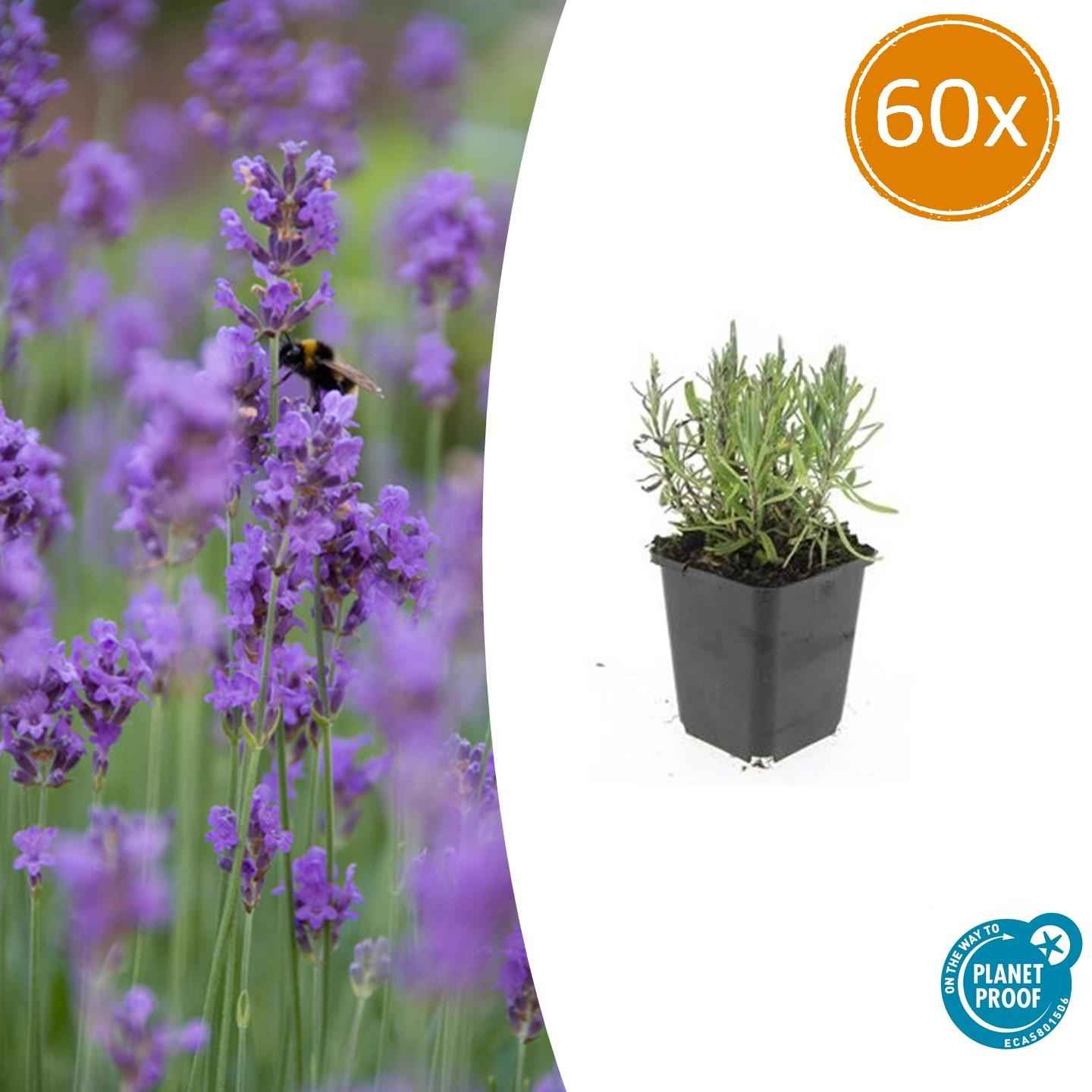 Image of Lavendel Lavandula ang. 'Munstead' – ↕10-25cm – Ø9cm – 60 Pflanzen – Violette Blüten, Bienen – & Schmetterlingsfreundlich, Winterhart-1