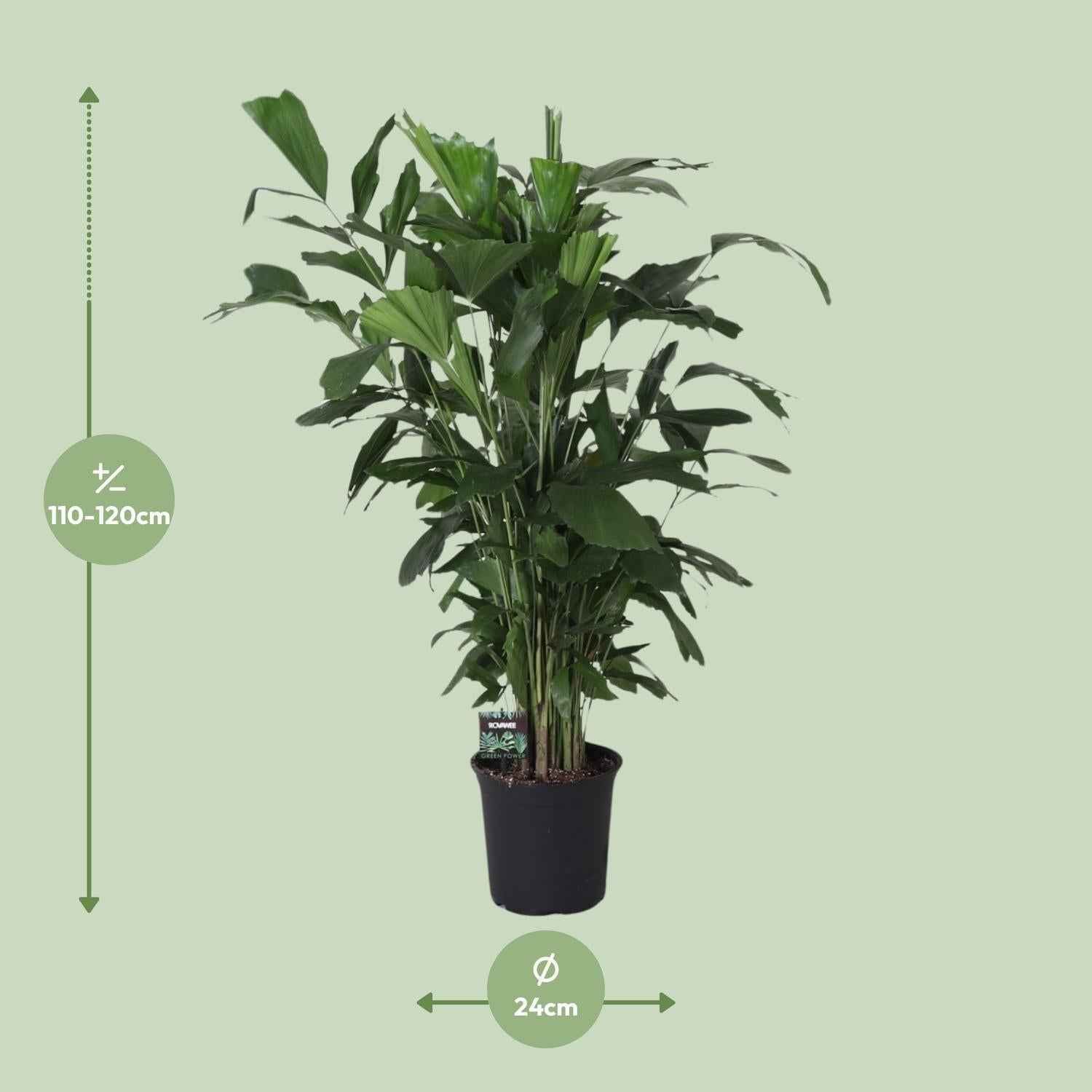 Image of Fischschwanzpalme Caryota Mitis – Zimmer- & Terrassenpflanze – Ø24 cm – Ca. 120 cm hoch – Tropische & pflegeleichte Palmenpflanze mit fischförmigem Blattwerk – Für Halbschatten-1