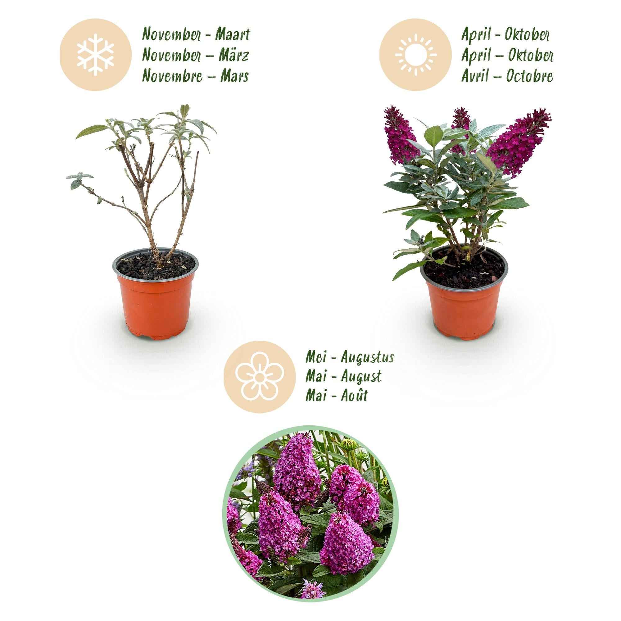 Image of Schmetterlingsstrauch Buddleja davidii Butterfly Candy Little Ruby kompakt rot 20-25cm 12cm bienenfreundlich duftend für Garten Balkon Terrasse Beet-4