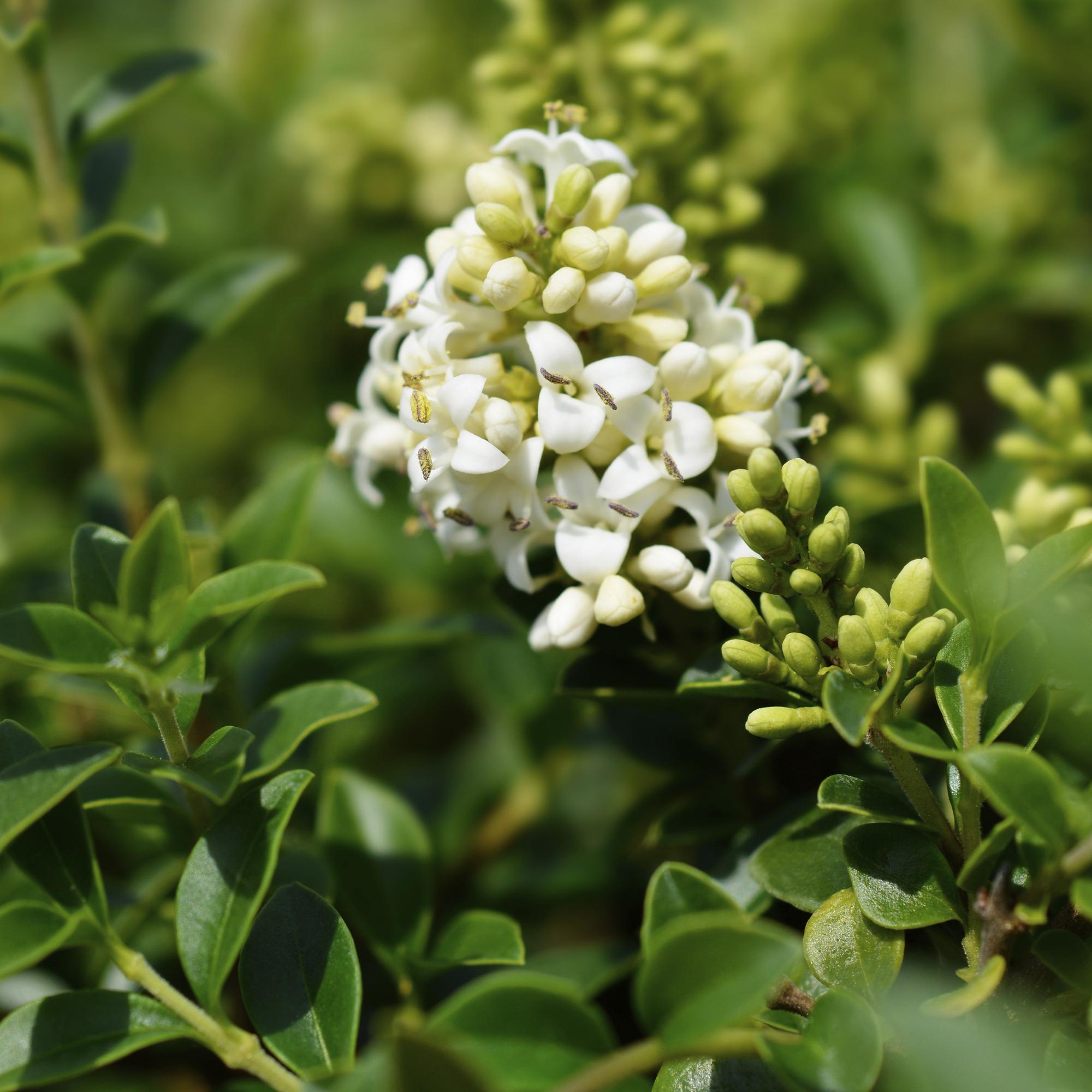 Image of Ligustrum delavayanum Stamm – Pflanze – Immergrün – Pflegeleicht – Ø19cm – Höhe ca. 90cm – Sichtschutz & Stil für Terrasse & Balkon-3