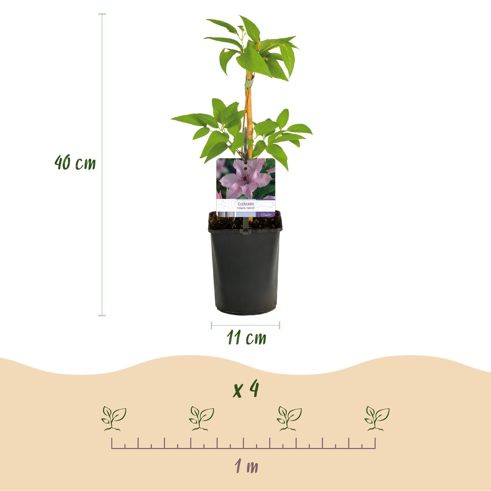 Image of Kletterpflanze Clematis Hagley Hybrid – Rosa Blüten – Wenig Pflege – 2 Pflanzen – 11cm Höhe 40cm – Für Garten, Balkon & Pergolen-4