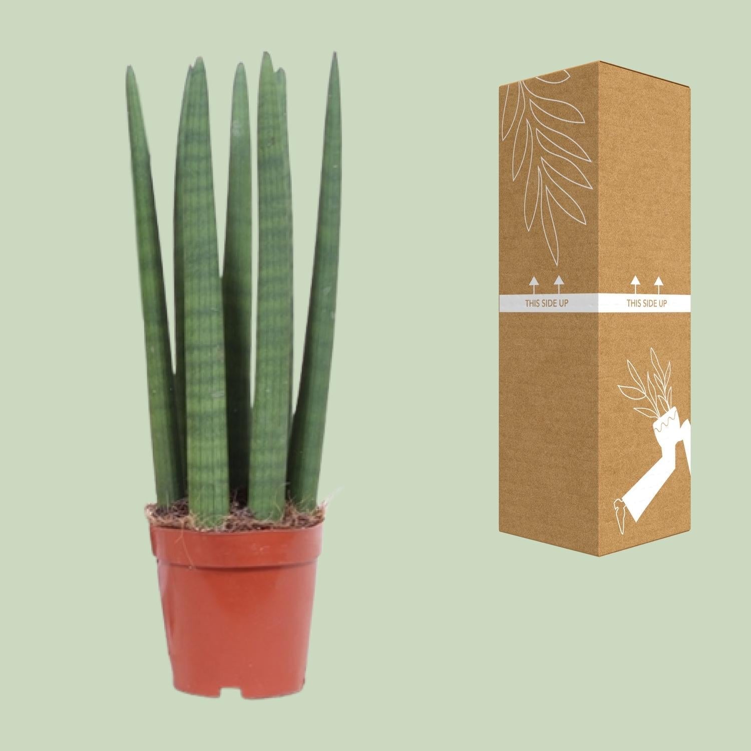 Image of Schwiegermutterzunge – Sansevieria Straight – Zimmerpflanze – Ø12cm – Ca. 40cm hoch – Pflegeleicht & luftreinigend-2