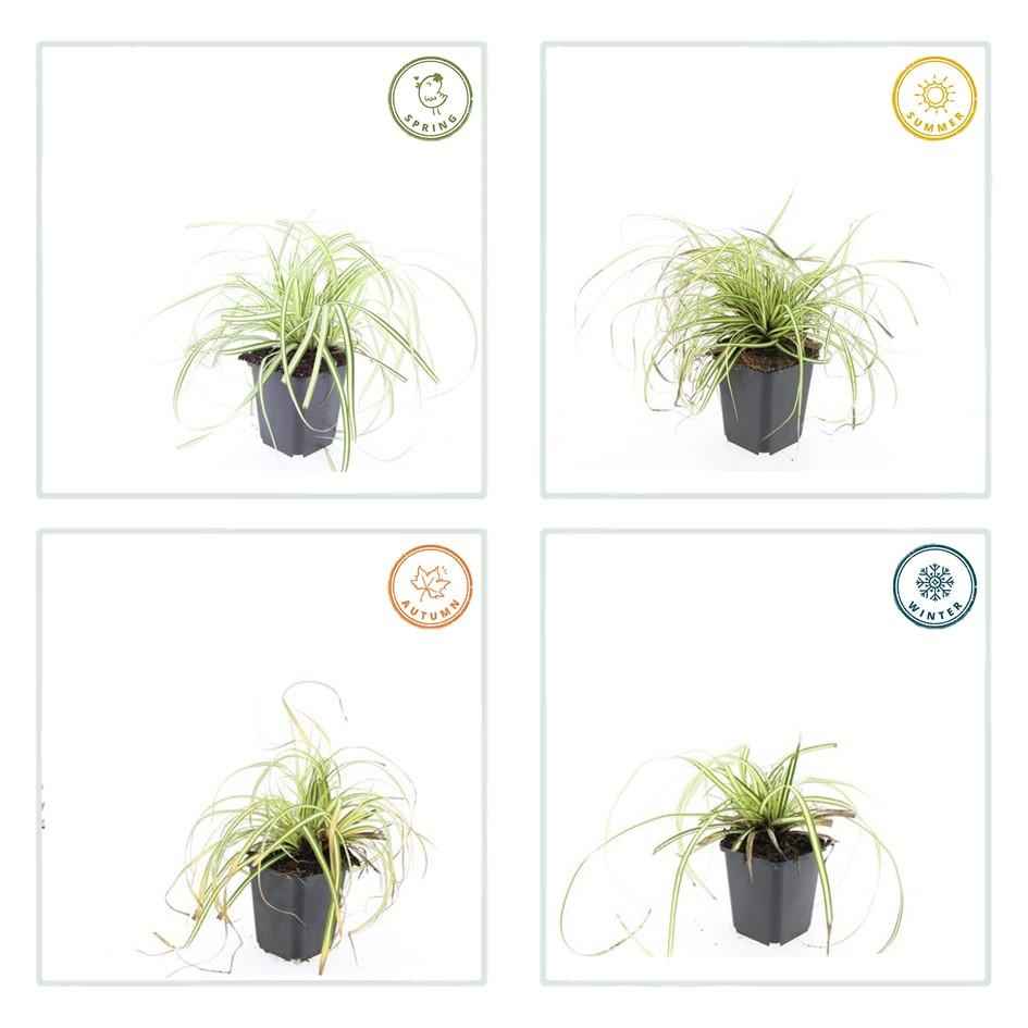 Image of Gold-Segge Carex oshimensis 'Evergold' – ↕10-25cm – Ø9cm – 60 Pflanzen – Bodendecker – Winterhart – Pflegeleicht – Schattengarten