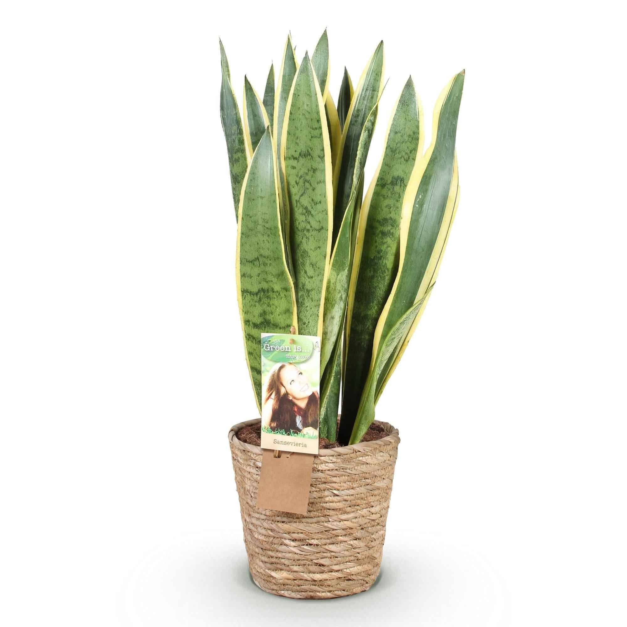 Image of Sansevieria Laurentii Bogemhanf Schwiegermutterzunge grün gelb 70cm 21cm Zimmerpflanze inkl. Naturkorb-1