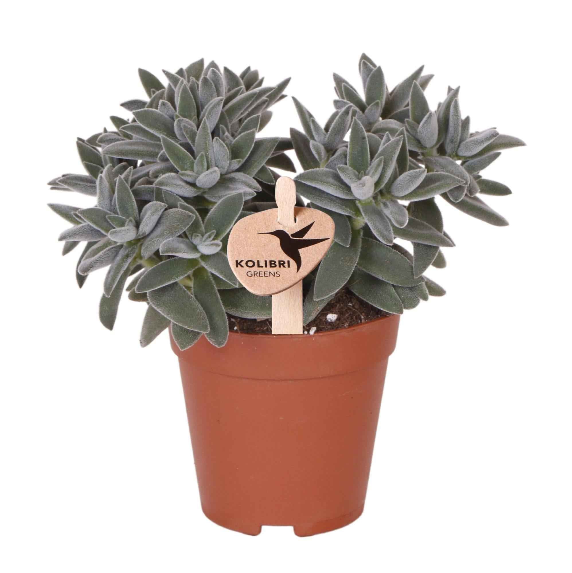Image of Sukkulente Crassula Tarantula – Zimmerpflanze – Ø9cm – Kompakte graugrüne Blätter – Pflegeleicht & dekorativ-0