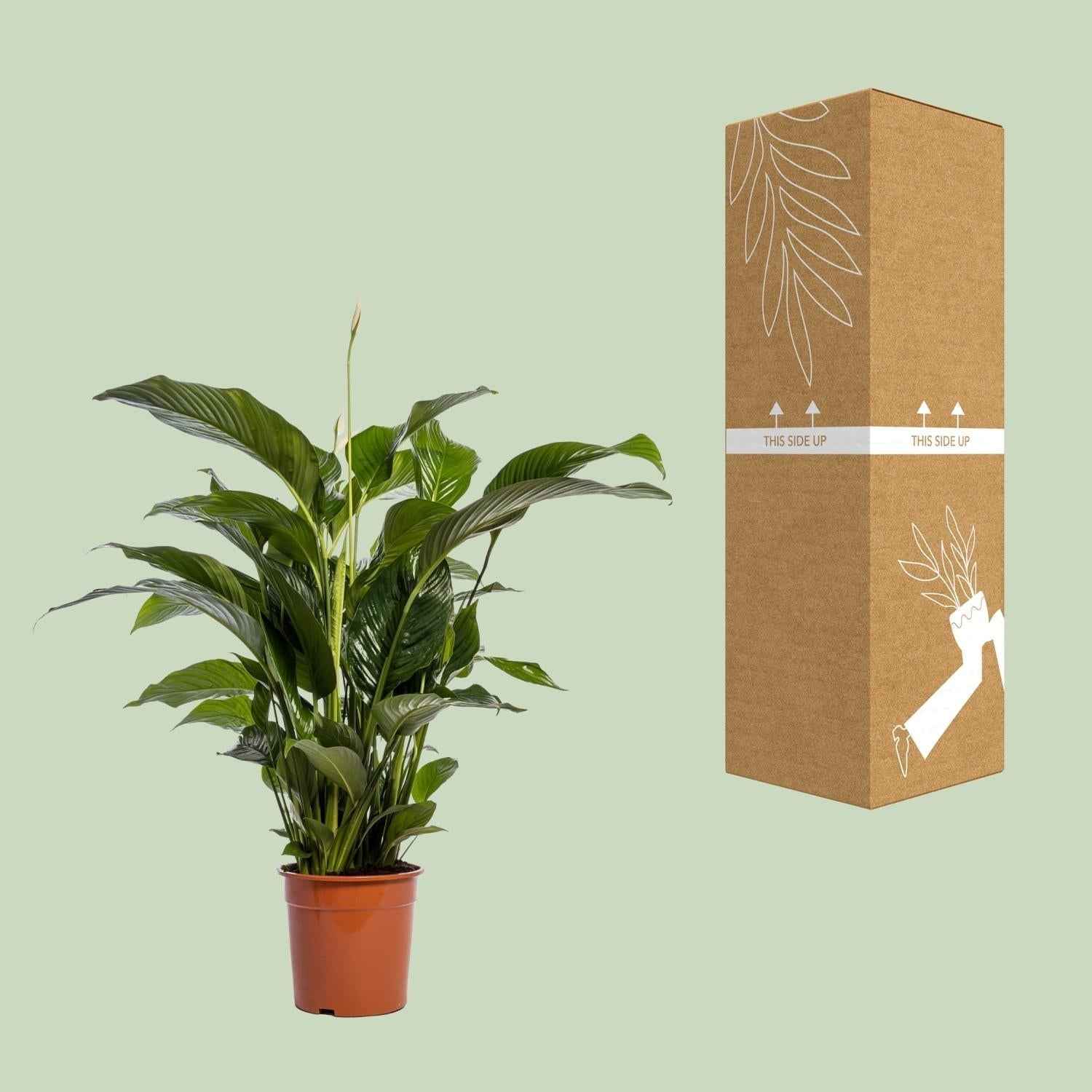 Image of Einblatt – Spathiphyllum Bellini – Zimmerpflanze – Ø24cm – ↕100cm – Friedenslilie – Luftreinigend – Halbschatten – Pflegeleicht-2