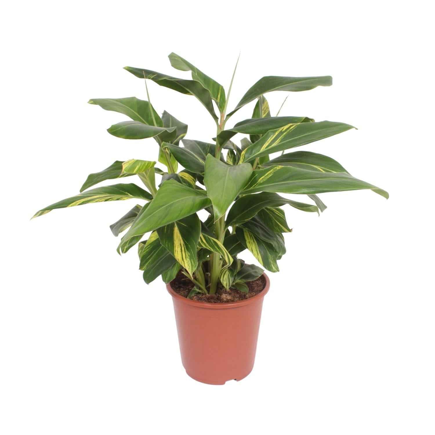 Image of Alpinia zerumbet Variegata – Buntblatt-Muschelingwer – Ø27cm ↕80cm – Tropische Zimmerpflanze mit panaschierten Blättern-0