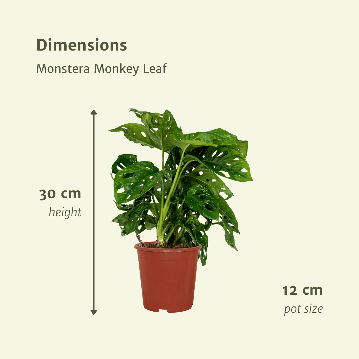 Image of Fensterblatt – Monstera Monkey Leaf – Zimmerpflanze – Ø12cm – ↕30cm – Lochblatt – Pflegeleicht – Tropisches Flair-3