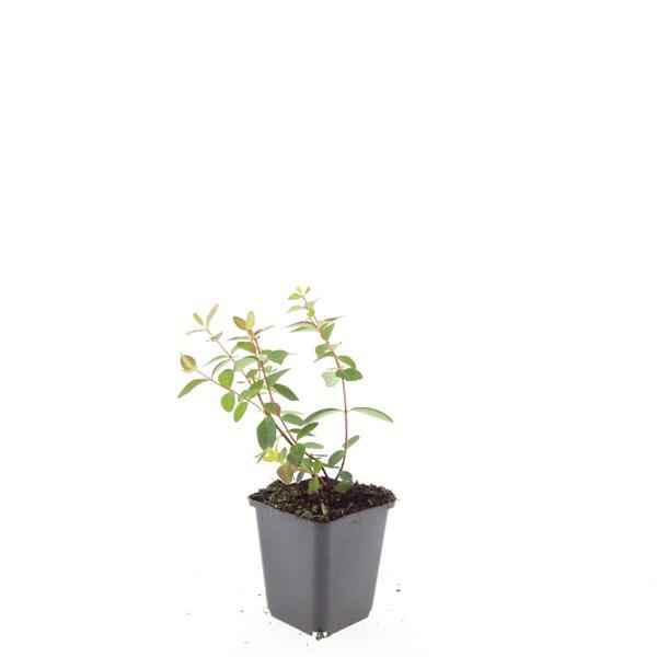 Image of Hypericum dummeri 'Peter Dummer' – 24Pflanzen – ↕10-25cm – Ø9cm – Winterhartes Johanniskraut – Gelbe Blüten – Bodendecker – Pflegeleicht-2