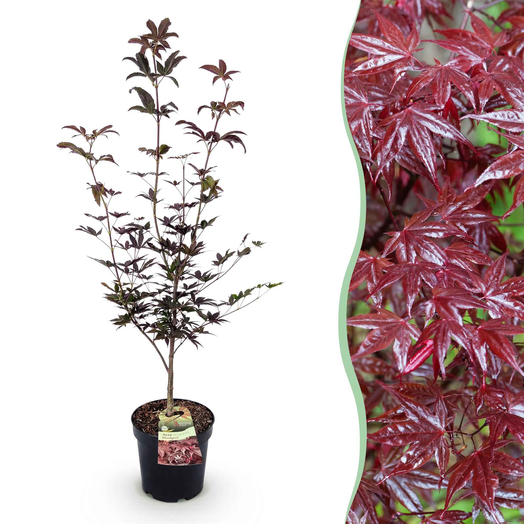 Image of Japanischer Ahorn Acer palmatum Bloodgood, rote laubabwerfende Gartenpflanze, Zierahorn für Garten und Kübel, Ø26cm, 90cm hoch, für sonnige bis-0