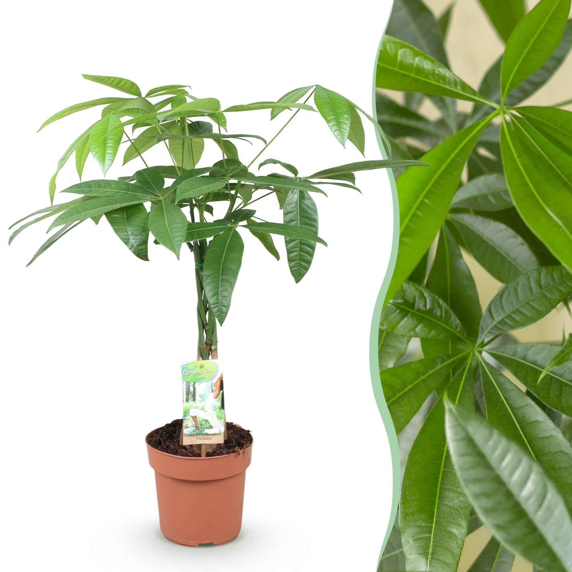 Image of Pachira Aquatica Geflochtener Stamm – 60-70cm – 17cm – Pflegeleichter Geldbaum – Grüne Zimmerpflanze für Wohnzimmer & Büro – Luftreinigend & dekorativ-1