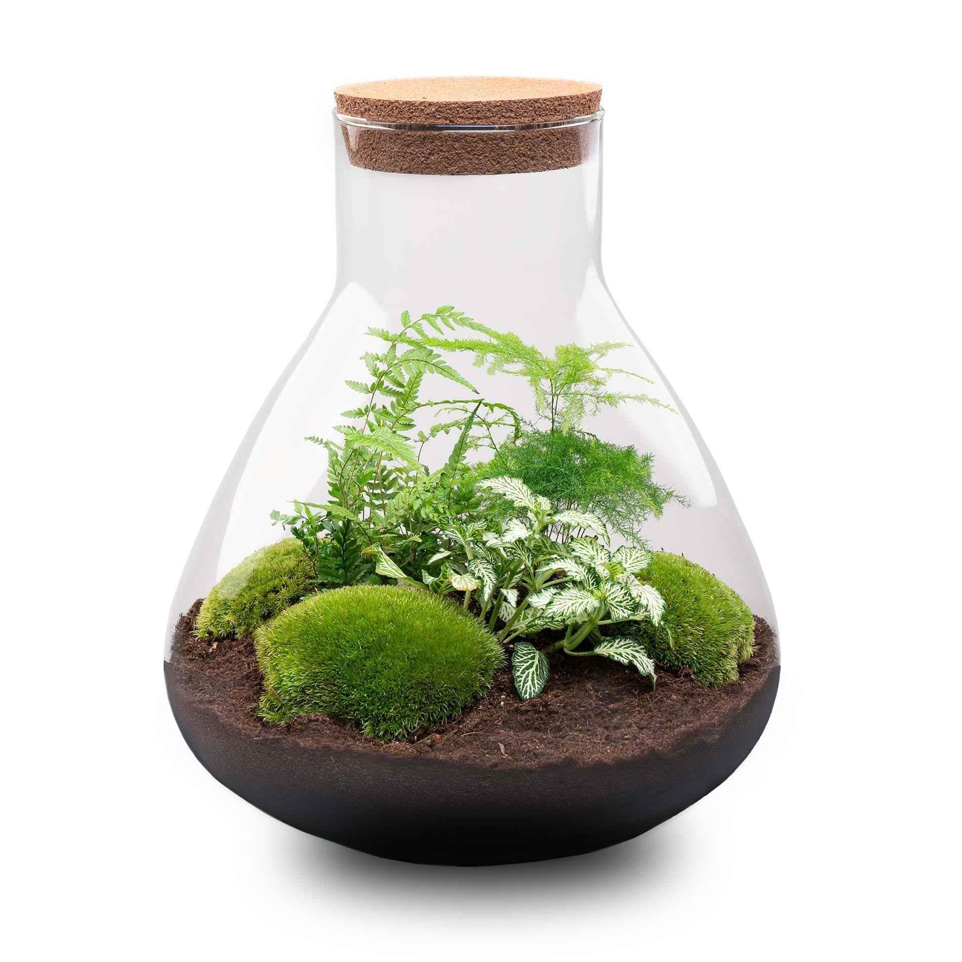 Image of Flaschengarten Sam XL – DIY Bausatz Terrarium – ↕35cm – Do – It – Yourself Pflanzen – Set mit Korkdeckel – Autarkes Mini – Ökosystem-0