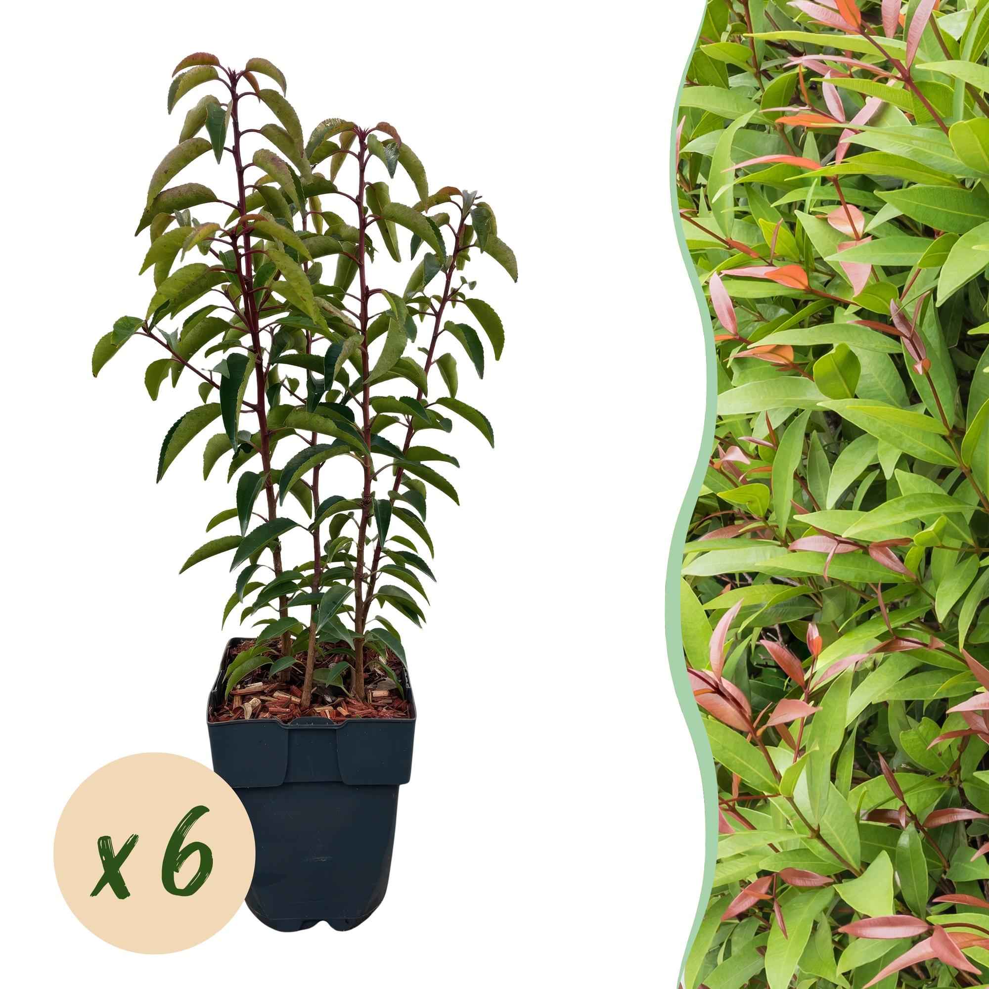 Image of Chickasa – Pflaume – Prunus lusitanica Angustifolia – 6 Pflanzen – Heckenpflanze 1m – Immergrün – Blatt grün – 17cm – Höhe 50cm