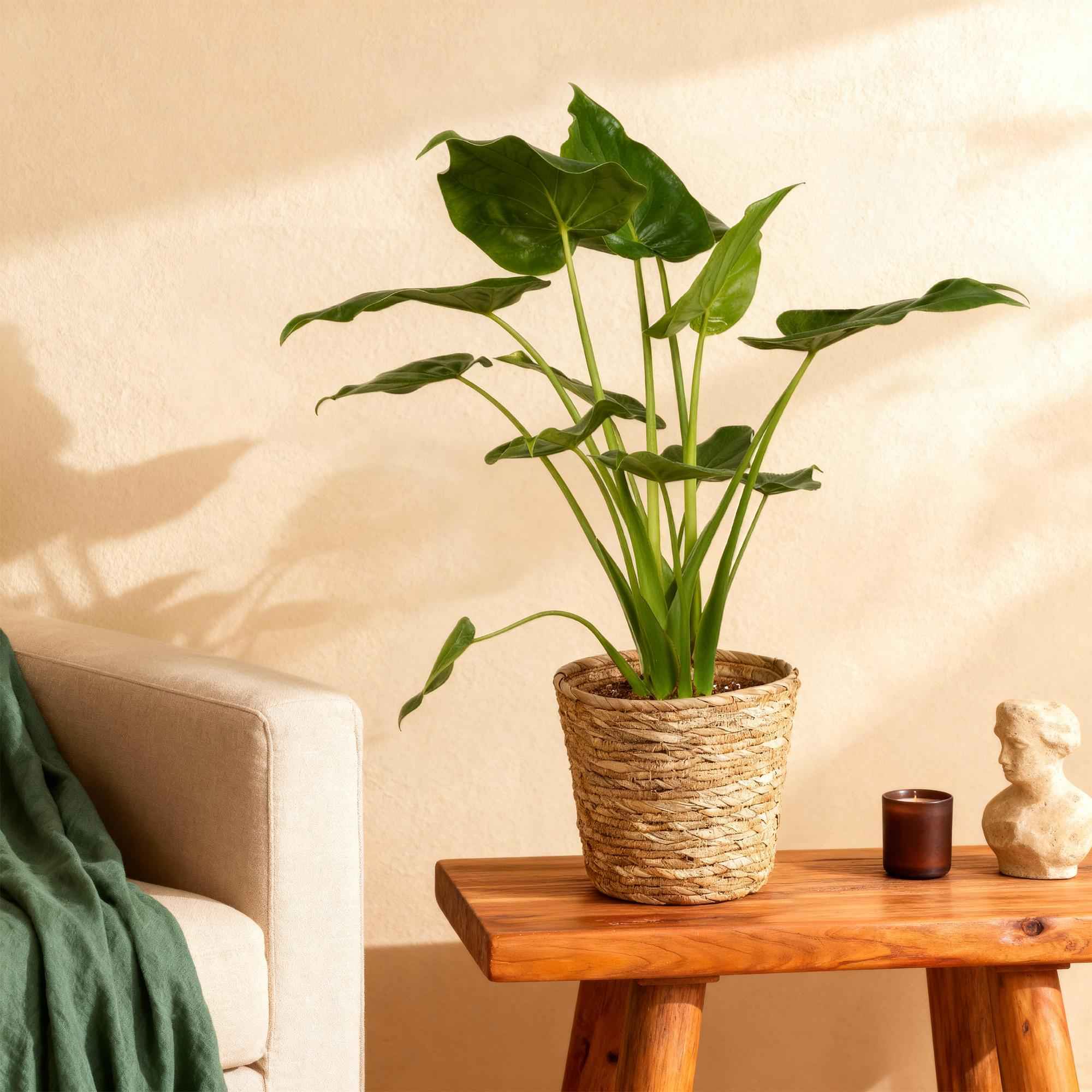 Image of Alocasia Cucullata – Buddha – Hand – 65-70cm – 21cm inkl. Naturkorb – Pflegeleichte exotische Zimmerpflanze – Herzförmige glänzende Blätter-3