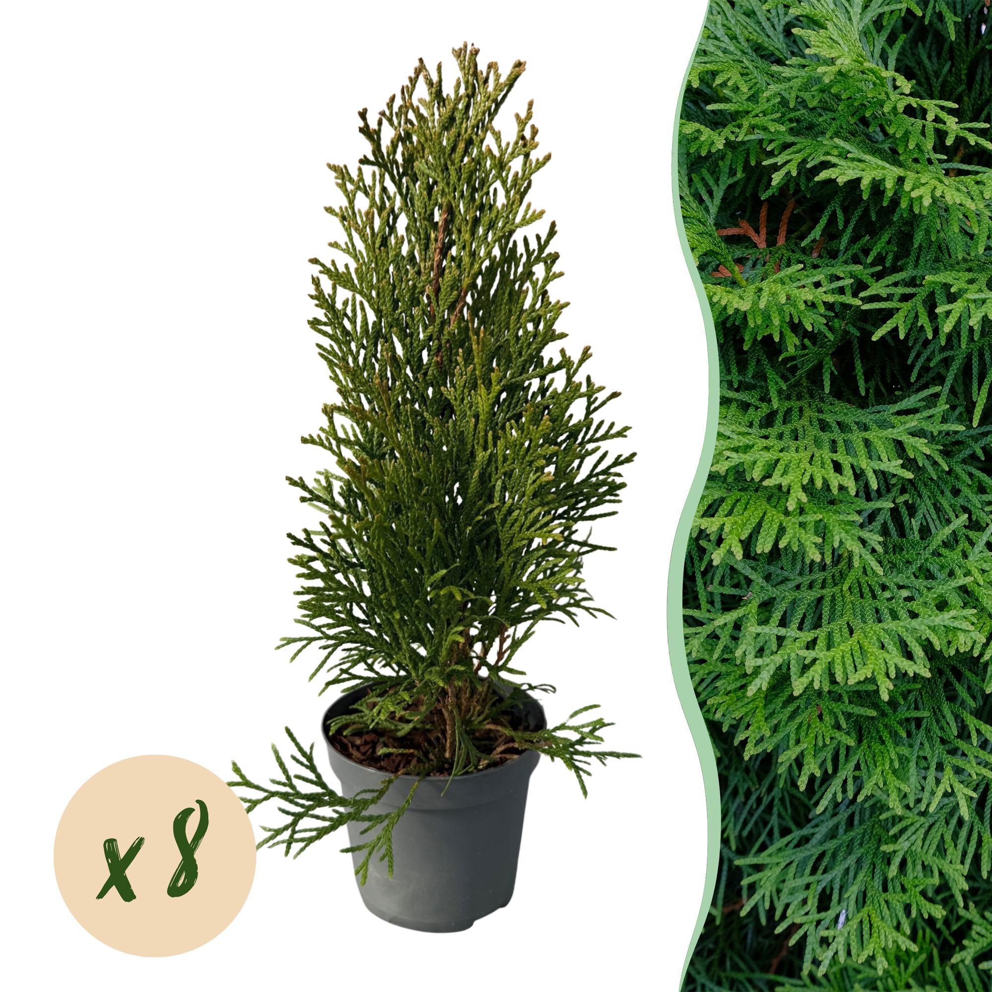 Image of Lebensbaum Thuja occidentalis Smaragd – Immergrüne Heckenpflanze – 8 Pflanzen – 1m – 9cm Höhe 30-35cm – Schnellwachsend & Pflegeleicht-1