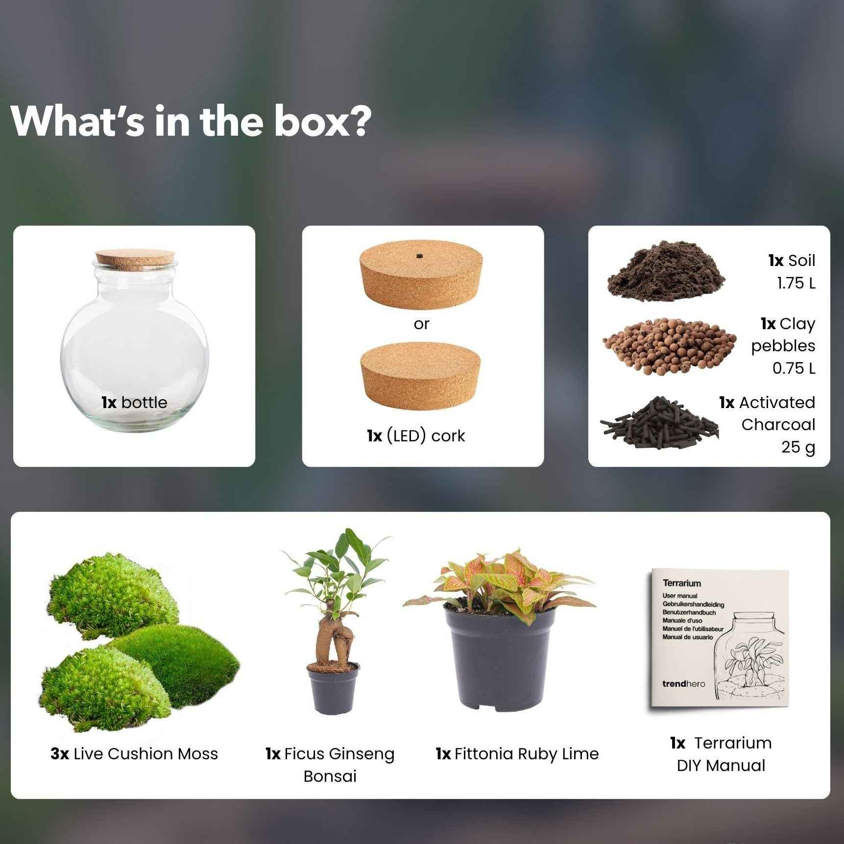 Image of Flaschengarten Teddy – Bonsai – Ø25cm ↕26,5cm – Pflanzenterrarium mit LED – Kork – DIY Bausatz mit Ficus Ginseng Bonsai, Fittonia & Moos-2