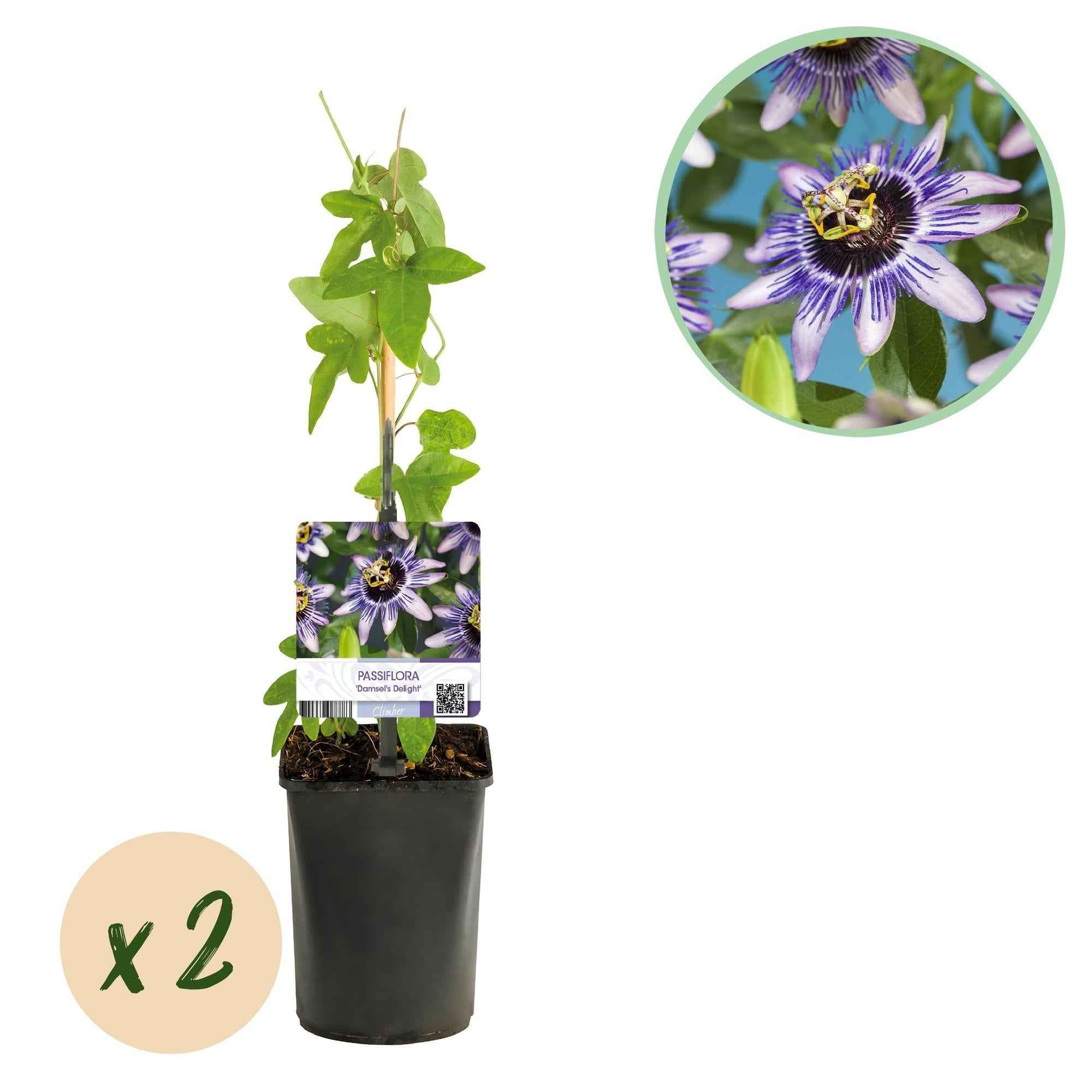 Image of Passionsblume Passiflora Damsel’s Delight – 2 Pflanzen 11cm – ca. 40cm hoch – Kletterpflanze mit lila – weißen Blüten – Pflegeleicht & exotisch