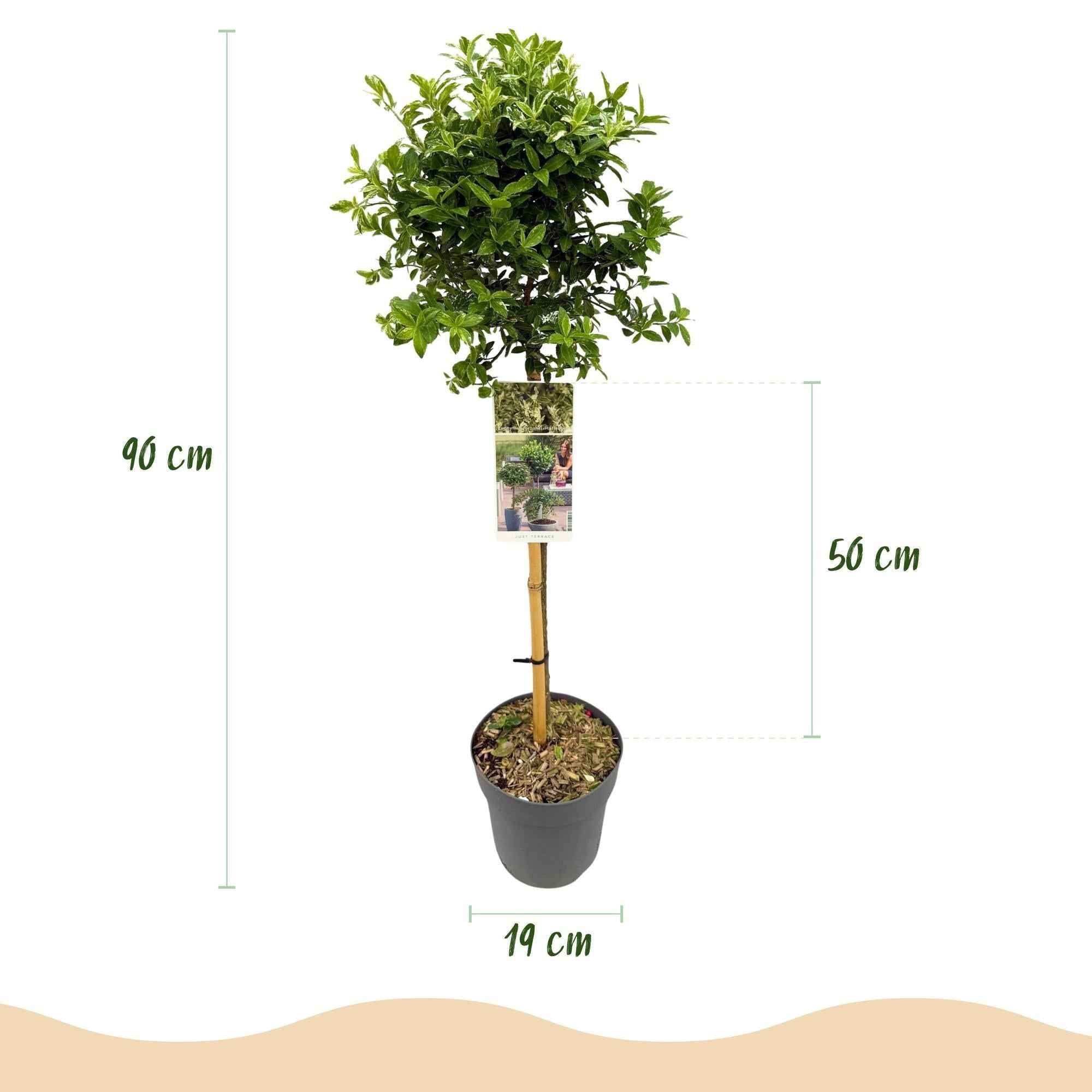 Image of Euonymus fortunei ‘Harlequin’ – Immergrüne Stamm – Pflanze – Terrassen – & Gartenpflanze – pflegeleicht & kompakt – Topf Ø19cm – Höhe ca. 90cm-2