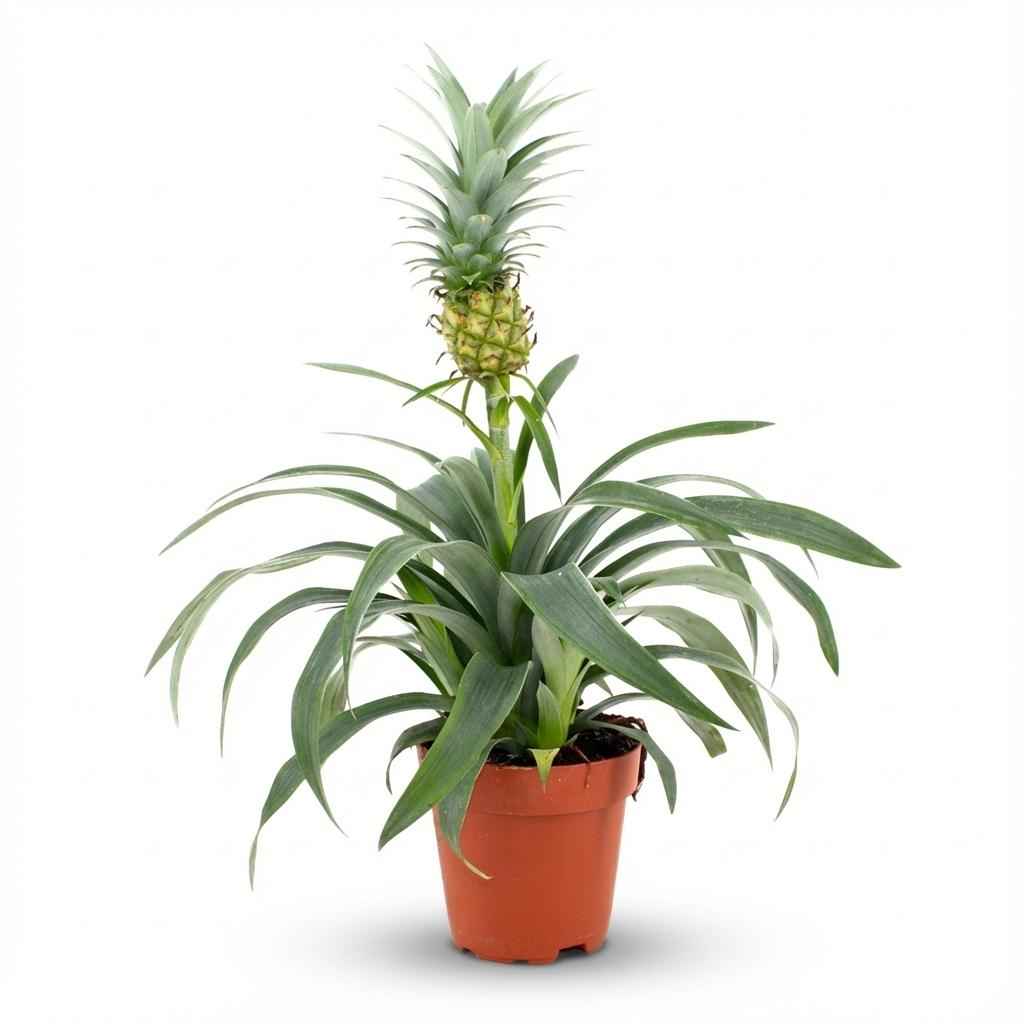Image of Ananaspflanze Mi Amigo – Ø12cm – Höhe 35-40cm – Tropische Zimmerpflanze mit dekorativer Mini – Ananas – Exotische Pflanze für Wohnraum & Büro-0