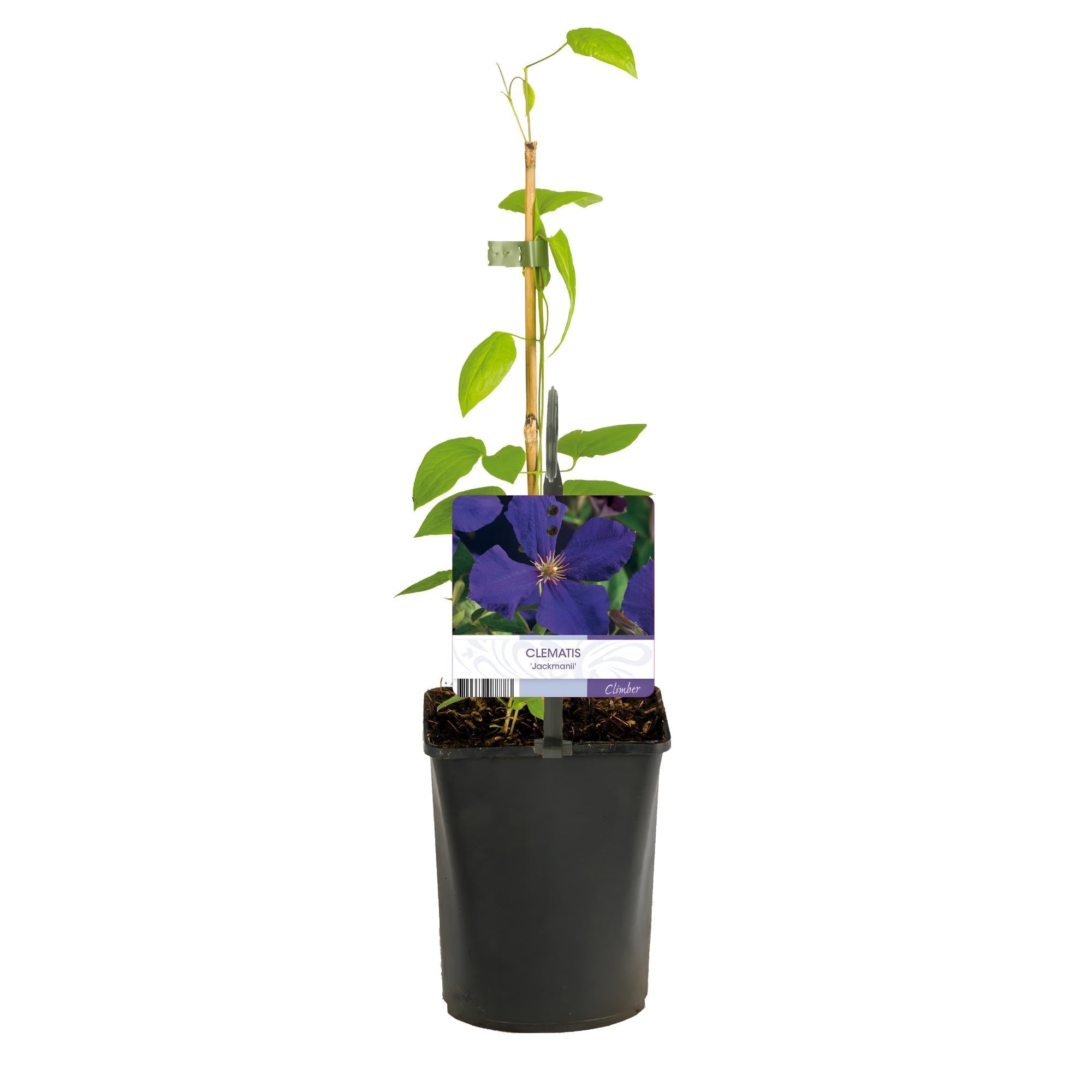 Image of Kletterpflanze Clematis Jackmanii – Tiefviolette Blüten – Wenig Pflege – 2 Pflanzen – 11cm Höhe 40cm – Für Garten, Balkon & Pergolen-2