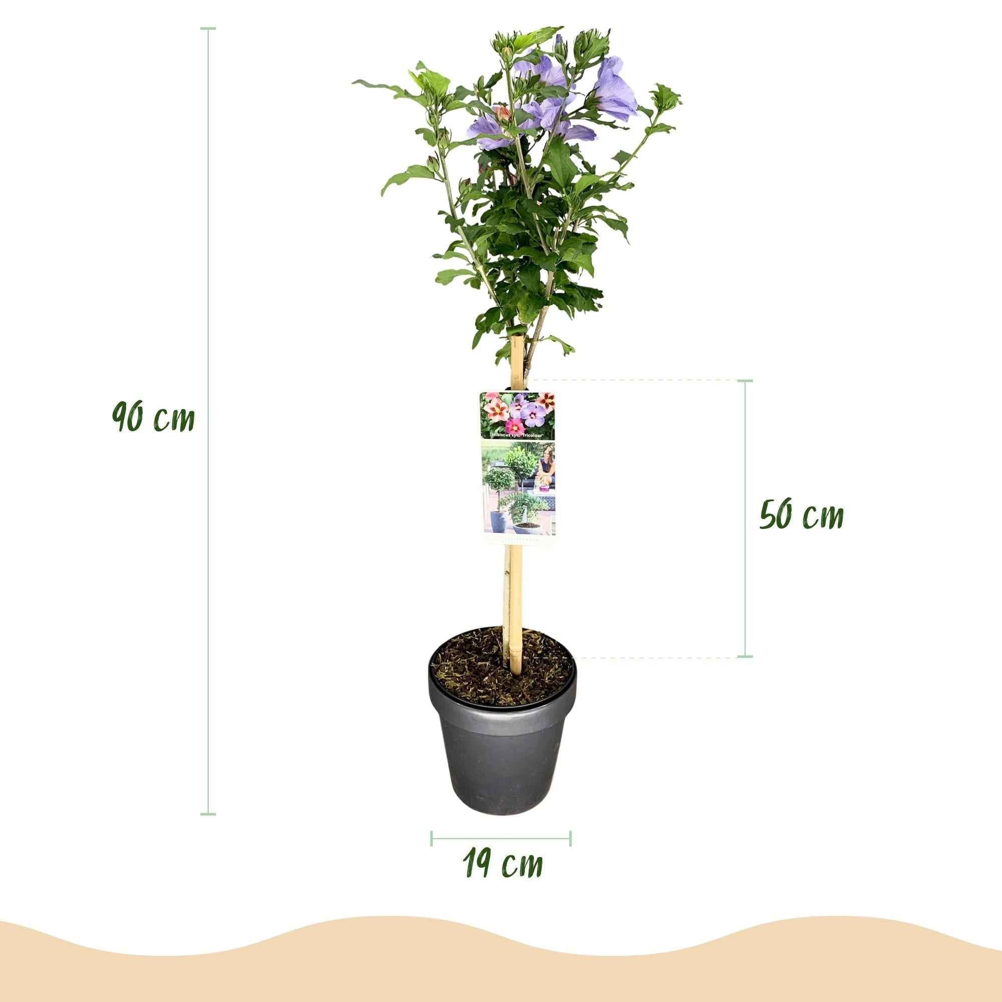 Image of Hibiscus syriacus Tricolour – Blühende Stamm – Pflanze mit dreifarbigen Blüten – Laubabwerfend & pflegeleicht – Ø19cm – Höhe ca. 90cm-3