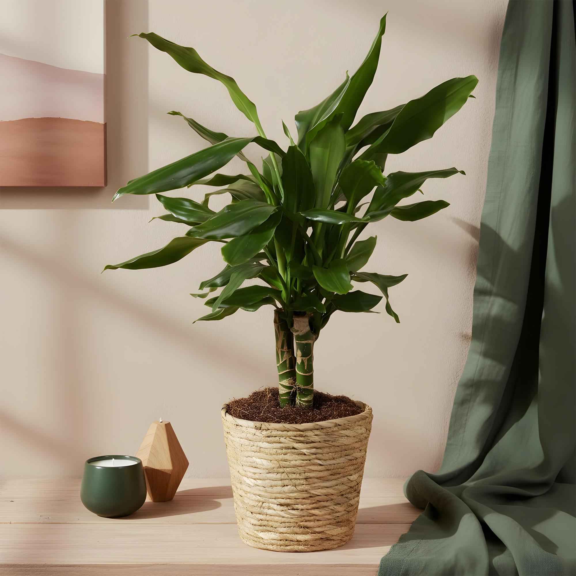 Image of Dracaena fragrans Steudneri – 50-55cm – 17cm – Pflegeleichter Drachenbaum – Grüne Zimmerpflanze für Wohnzimmer, Büro & Schlafzimmer-3