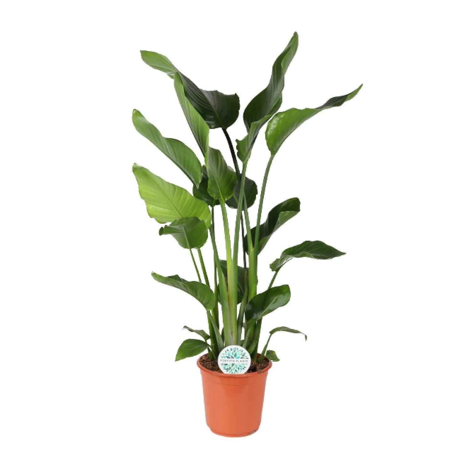Image of Baum – Strelitzie Strelitzia Nicolai – Zimmerpflanze – Ø24cm – Höhe 110cm – Paradiesvogelblume – Pflegeleicht – Halbschatten