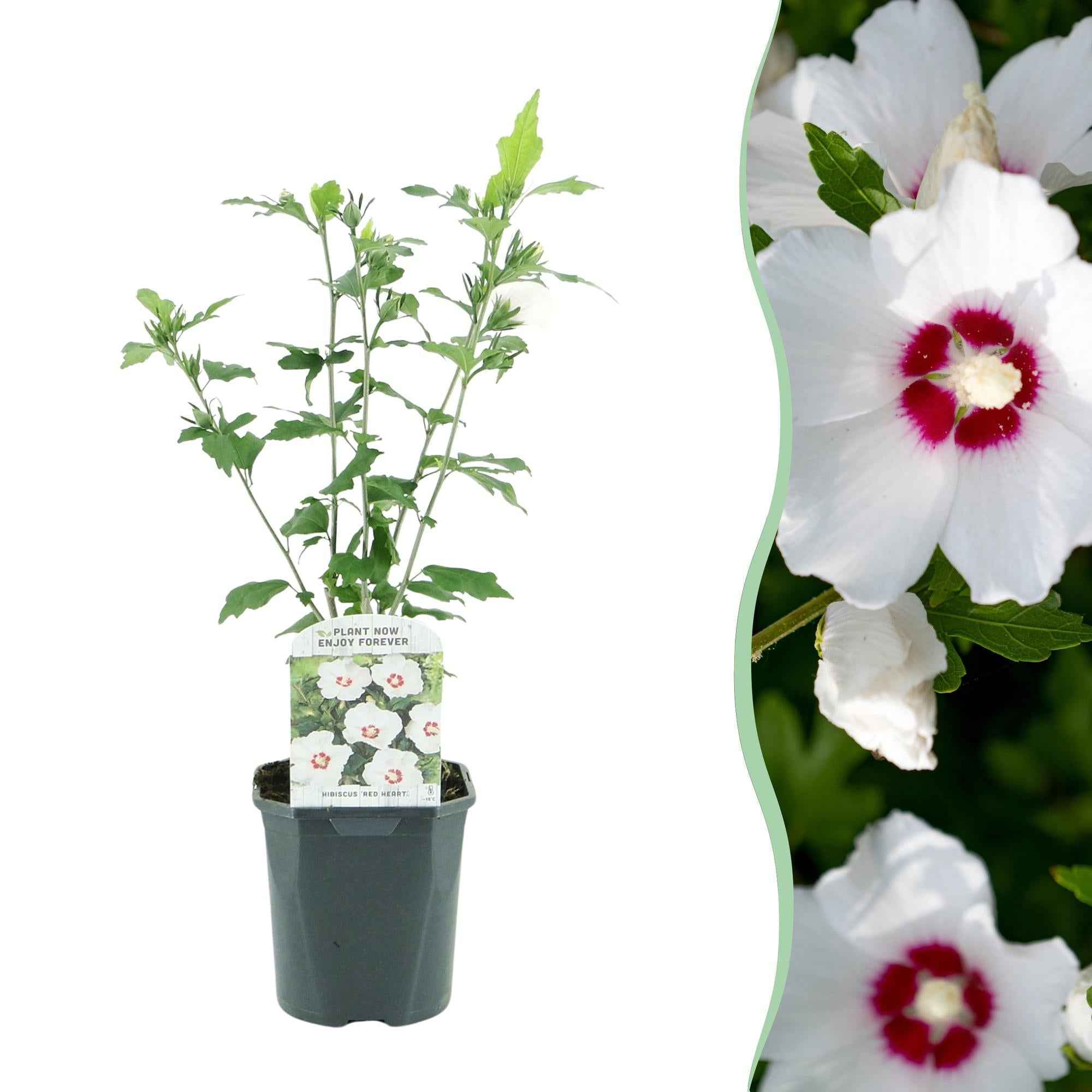 Image of Garteneibisch Hibiscus syriacus Red Heart – Blüte Weiß mit Rotem Herzen – Strauch – Wenig Pflege – 17cm x H45cm – Sommerblüher & Bienenfreundlich-2