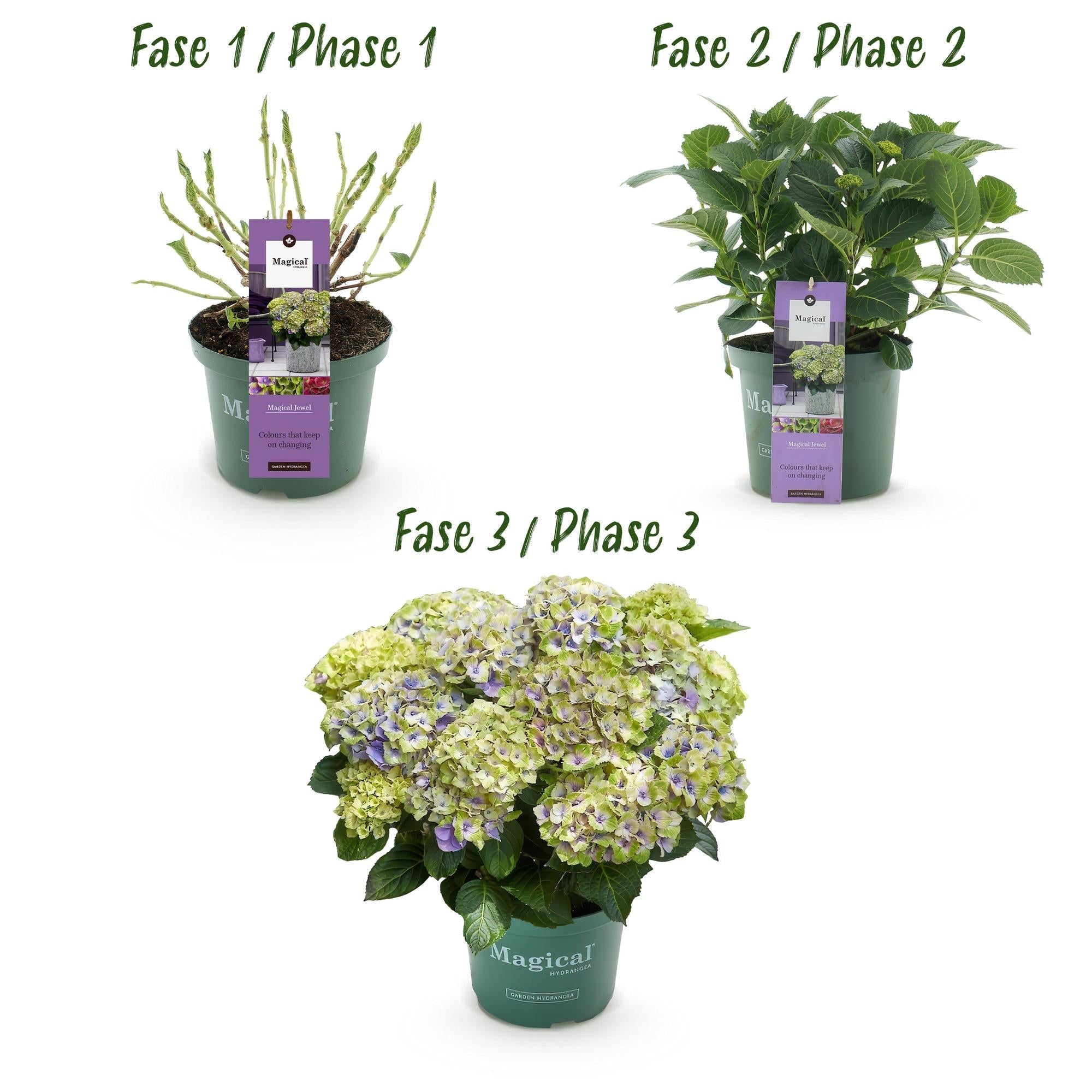 Image of Hortensie Magical Jewel Blue – Hydrangea macrophylla – Blau – Balkonpflanze – 23cm Ca. 55cm hoch – 6-10 Blüten – Für Balkon, Terrasse & Beet-3