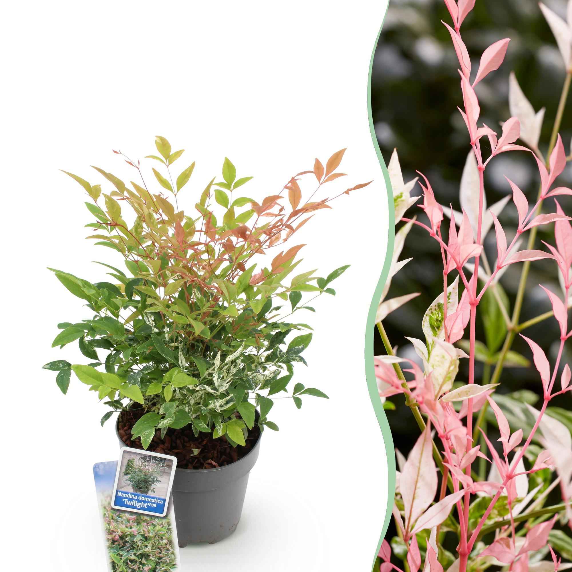Image of Heiliger Bambus Nandina Twilight – 17cm Höhe ca.45cm – Immergrün & farbwechselnd – Bunt rosa Laub – Pflegeleichter dekorativer Zierstrauch-0