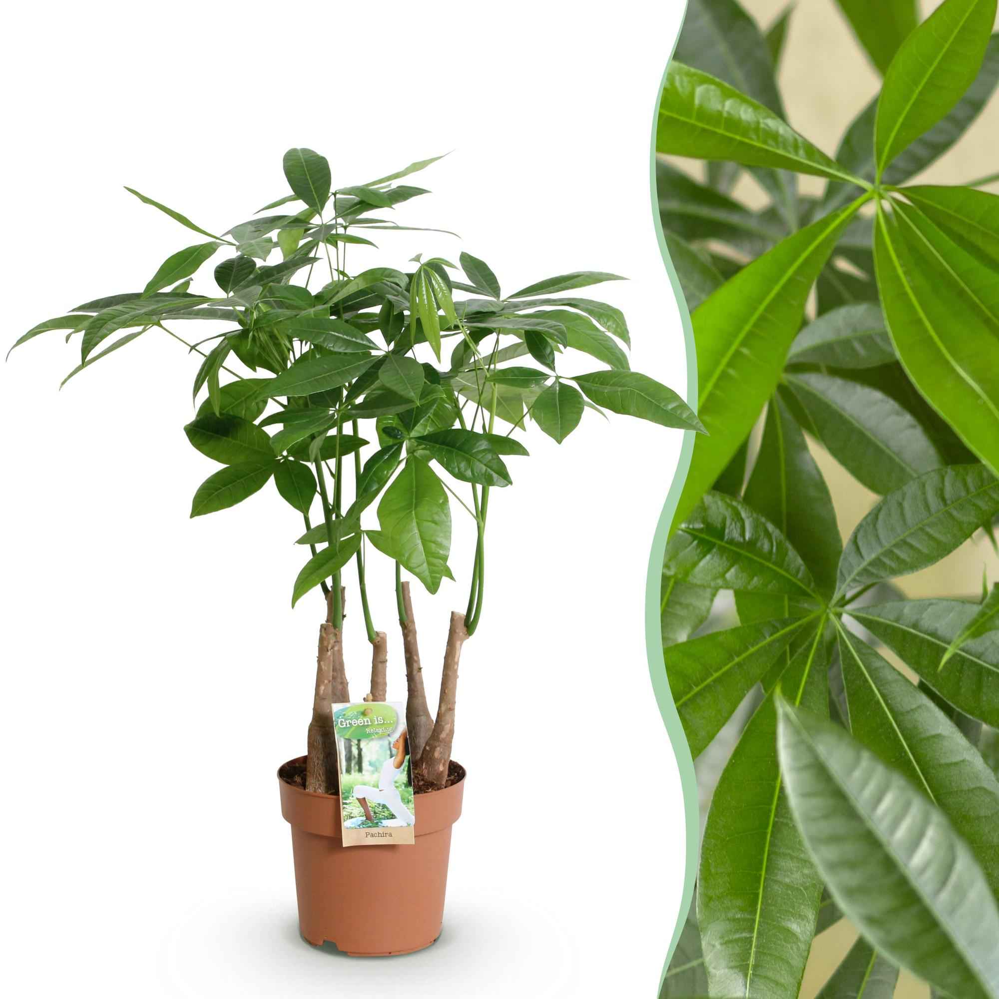 Image of Pachira Aquatica Mehrstamm – 50-55cm – 17cm – Pflegeleichter Geldbaum – Grüne Zimmerpflanze für Wohnzimmer, Büro & Schlafzimmer-1