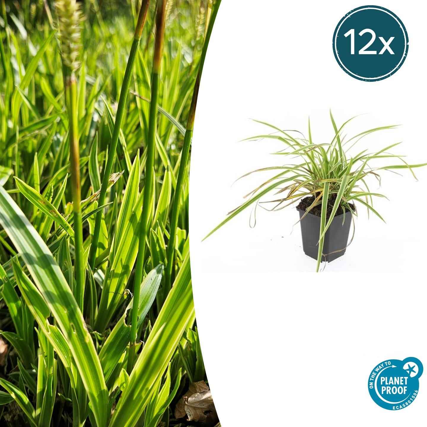 Image of Goldrand-Segge Carex morrowii 'Aureovariegata' – ↕10-25cm – Ø9cm – 12 Pflanzen – Immergrünes Ziergras – Winterhart & pflegeleicht – Für Schatten & Halbschatten-1