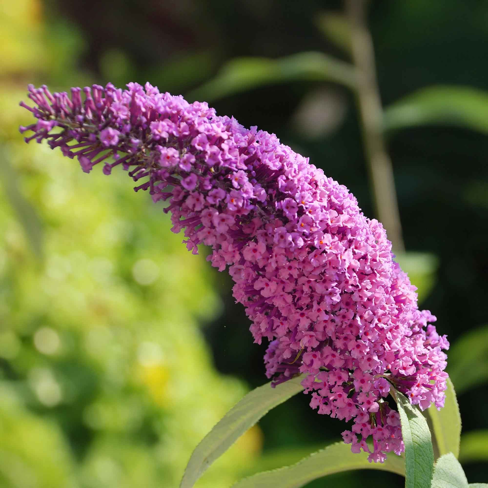 Image of Schmetterlingsstrauch Buddleja davidii Pink Delight – Rosa Blüten – Schmetterlingsfreundlich – Laubabwerfend – 17cm x H25cm – Pflegeleicht-0