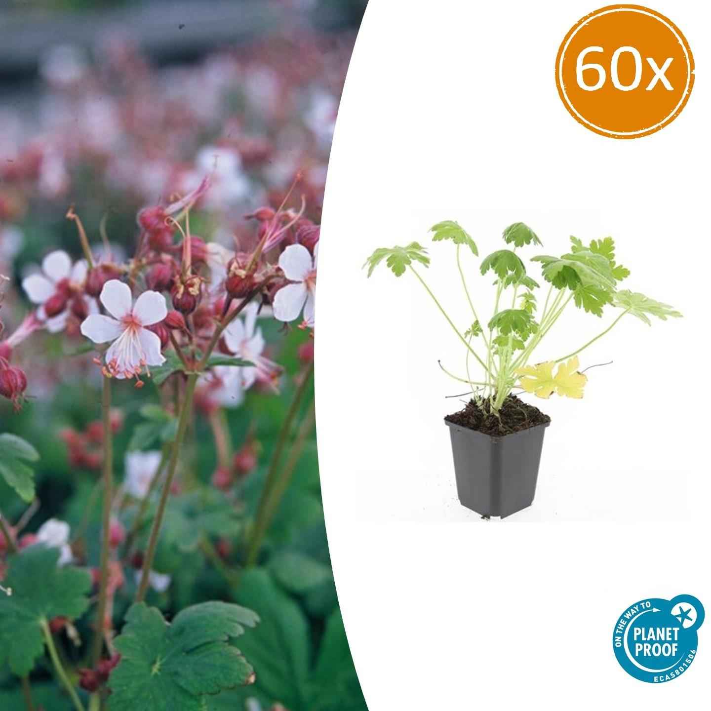 Image of Felsen – Storchschnabel Geranium macrorrhizum 'Spessart' – Winterharter Bodendecker – 60 Pflanzen – Ø9cm – Höhe 10-25cm – Weiße Blüten & grünes Laub