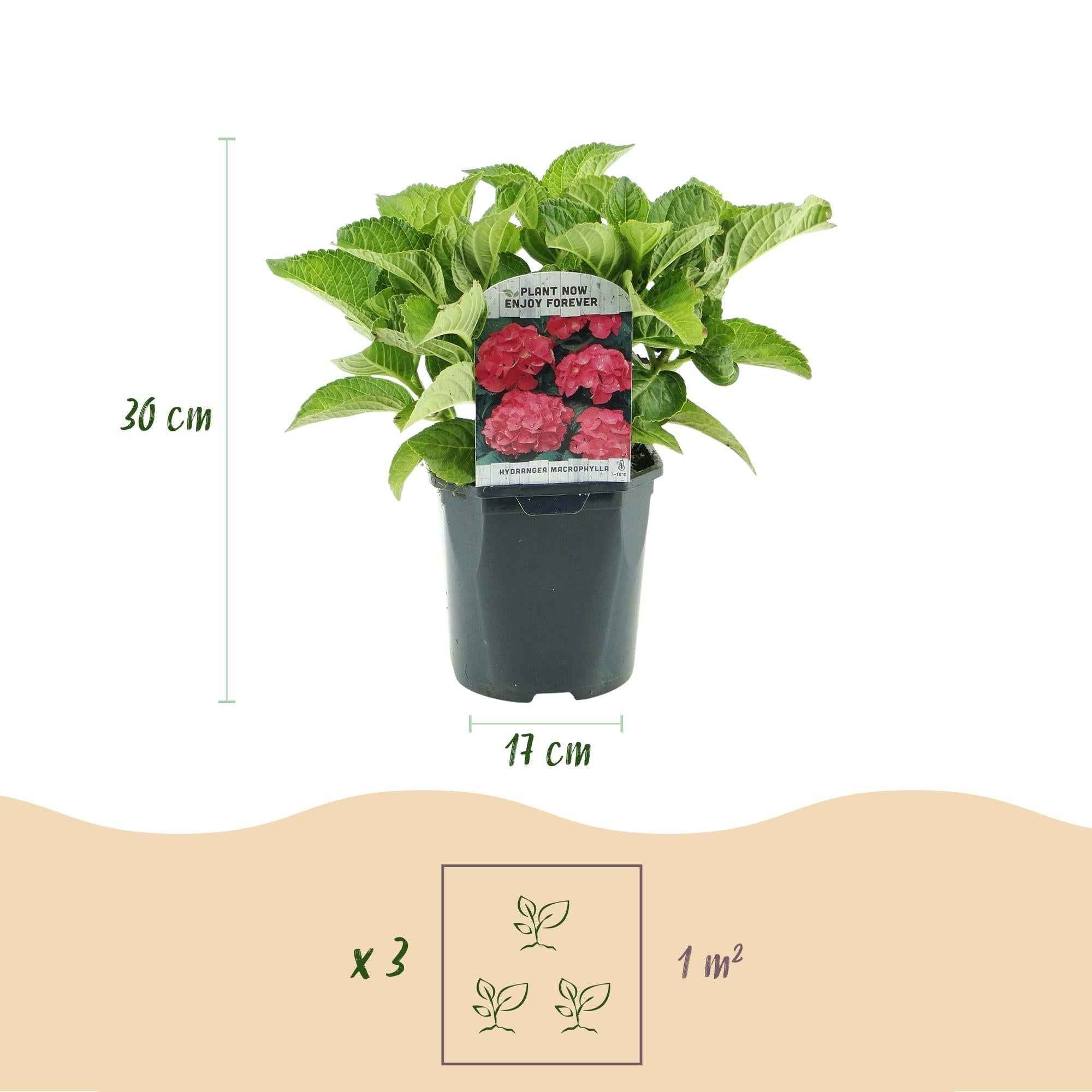 Image of Hortensie – Hydrangea macrophylla Rot – Blüte Rot – Ø17cm – ↕30cm – Sommerblüher – Pflegeleicht & Laubabwerfend-4