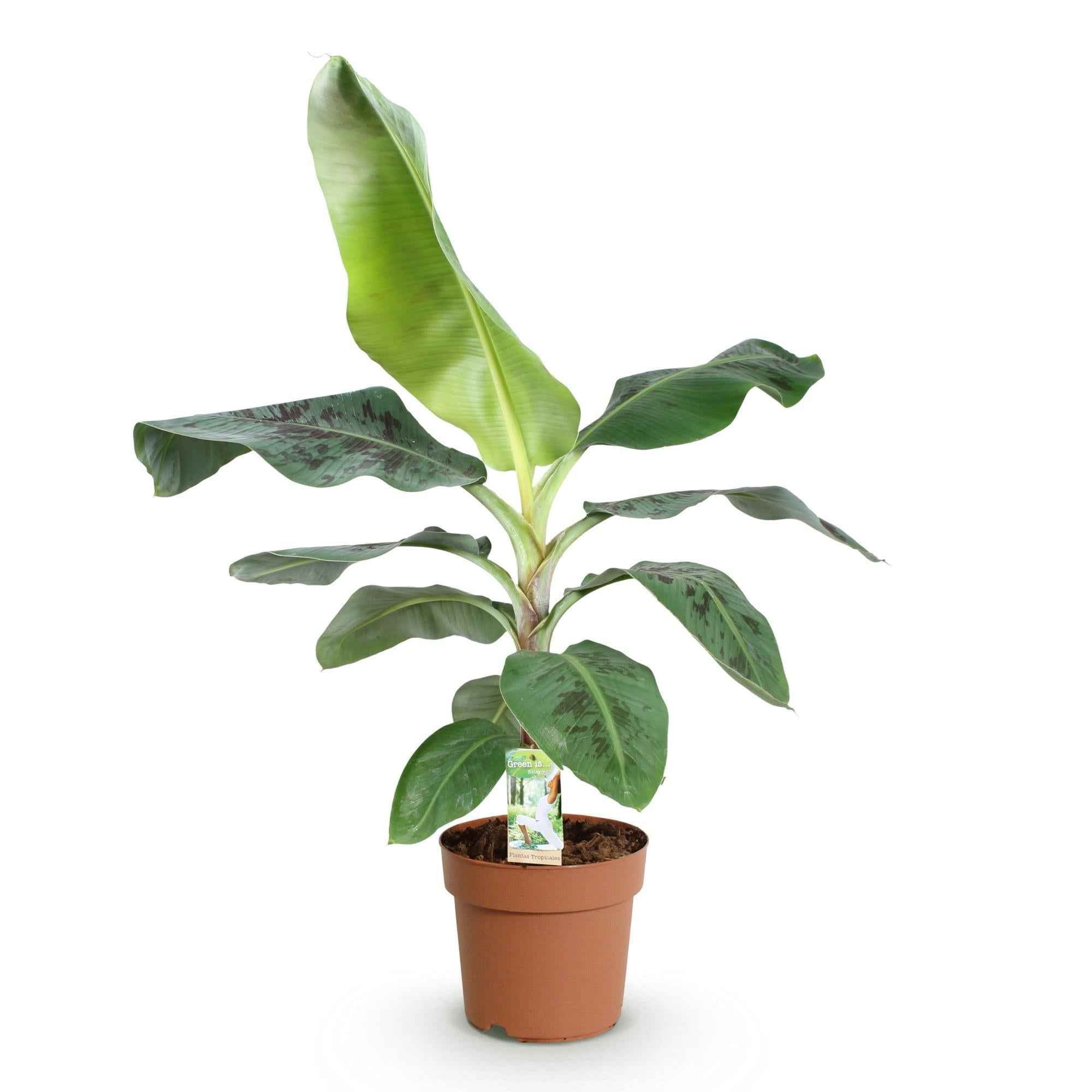 Image of Bananenpflanze Musa acuminata Dwarf Cavendish – 70-75cm – 21cm – pflegeleicht