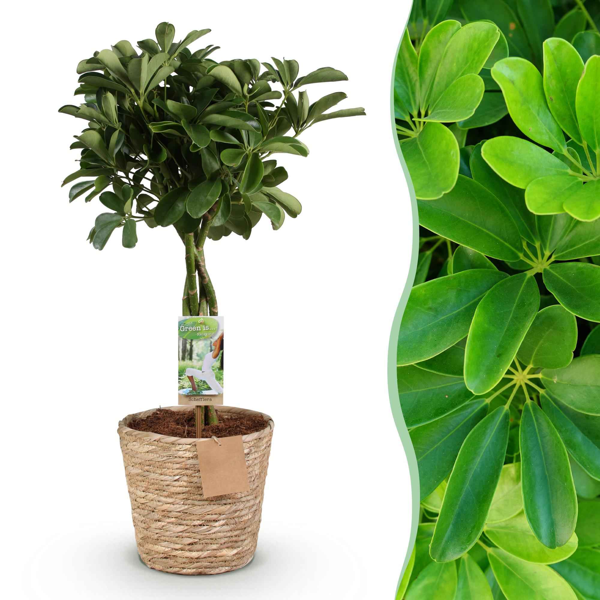 Image of Schefflera Nora – 70-80cm – 21cm inkl. Naturkorb – Pflegeleichter Fingerbaum – Glänzende Grünpflanze für Wohnzimmer, Büro & Schlafzimmer-1