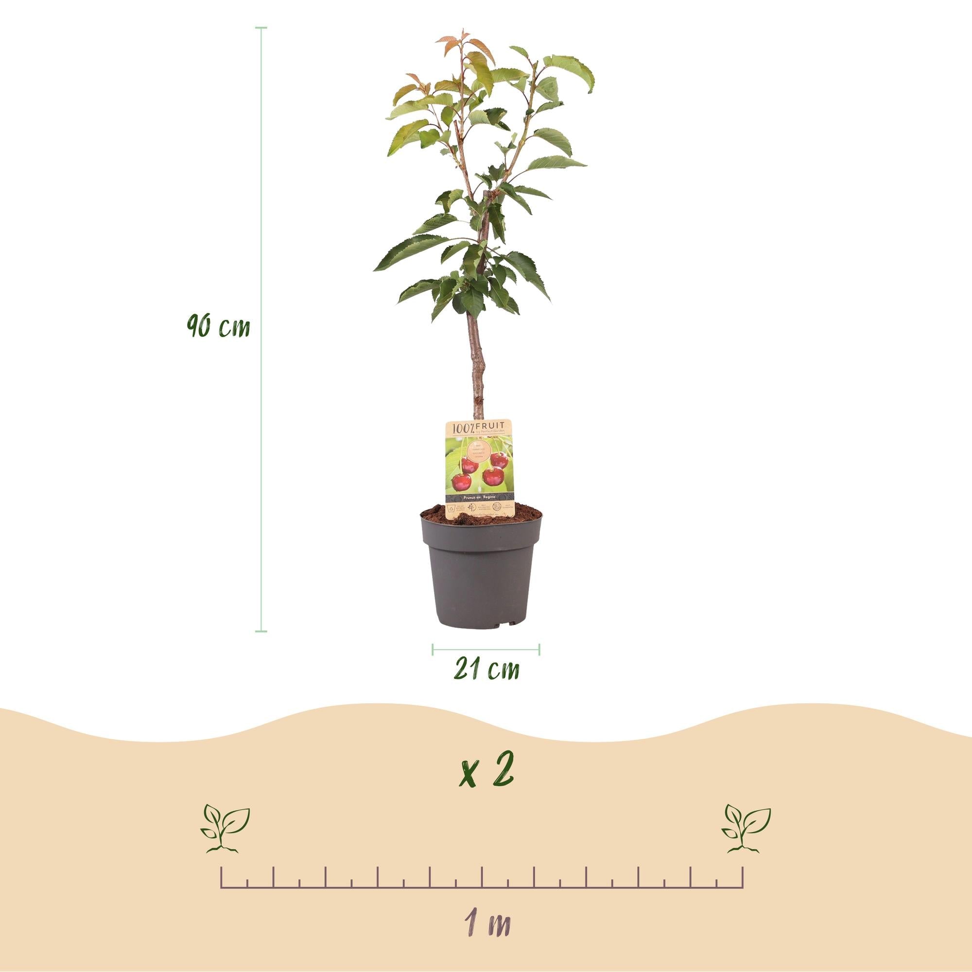 Image of Kirschbaum Prunus avium Regina – Rote Kirsche – Obstbaum im Ø21cm – Höhe ca. 90cm – Süße Kirschen, pflegeleicht & gesund – Perfekt für Garten & Balkon-3