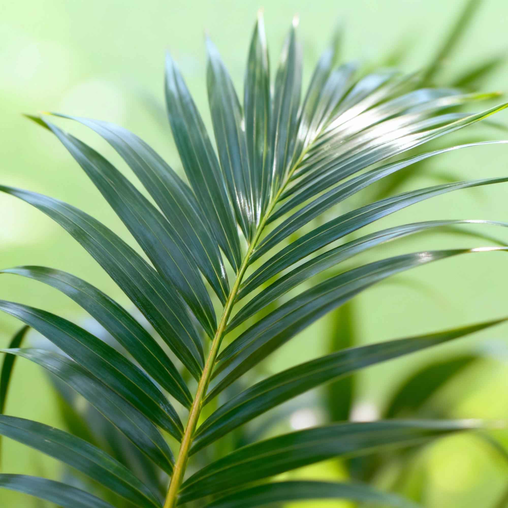 Image of Howea Forsteriana – Kentia – Palme – 160-170cm – 27cm – Pflegeleichte, elegante Zimmerpalme mit fiederartigen Wedeln – Tropisches Highlight für Wohn-3