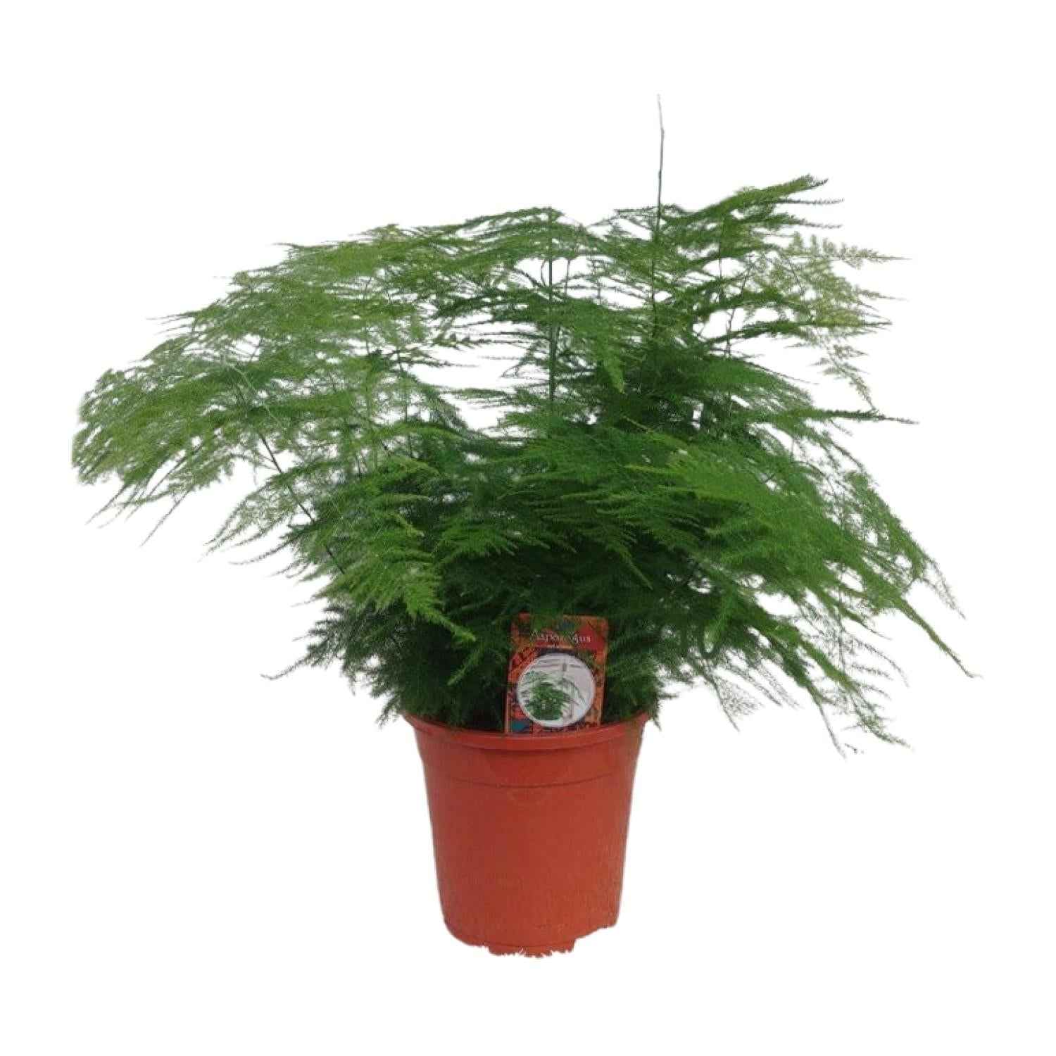 Image of Asparagus setaceus – Zier – Spargel Asparagus – Farn – Ø17cm ↕45cm – Elegante Zimmerpflanze mit feinem, federartigem Laub-0