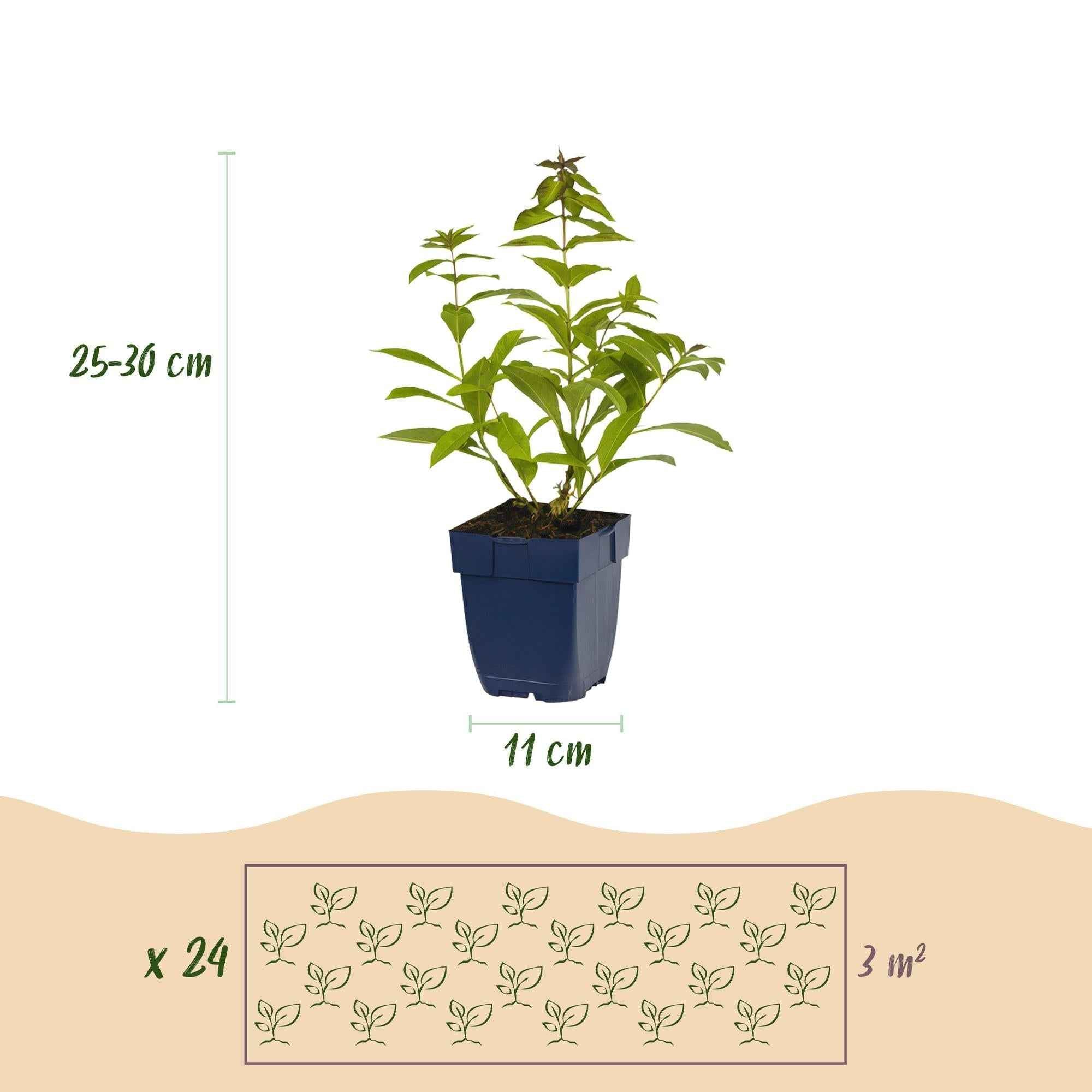 Image of Staudenset – Duftende Blumen – 24 Stauden Ø11cm – Für ca. 3m² – Bienenfreundlich & pflegeleicht – Verschiedene Farben & Blütezeiten-2