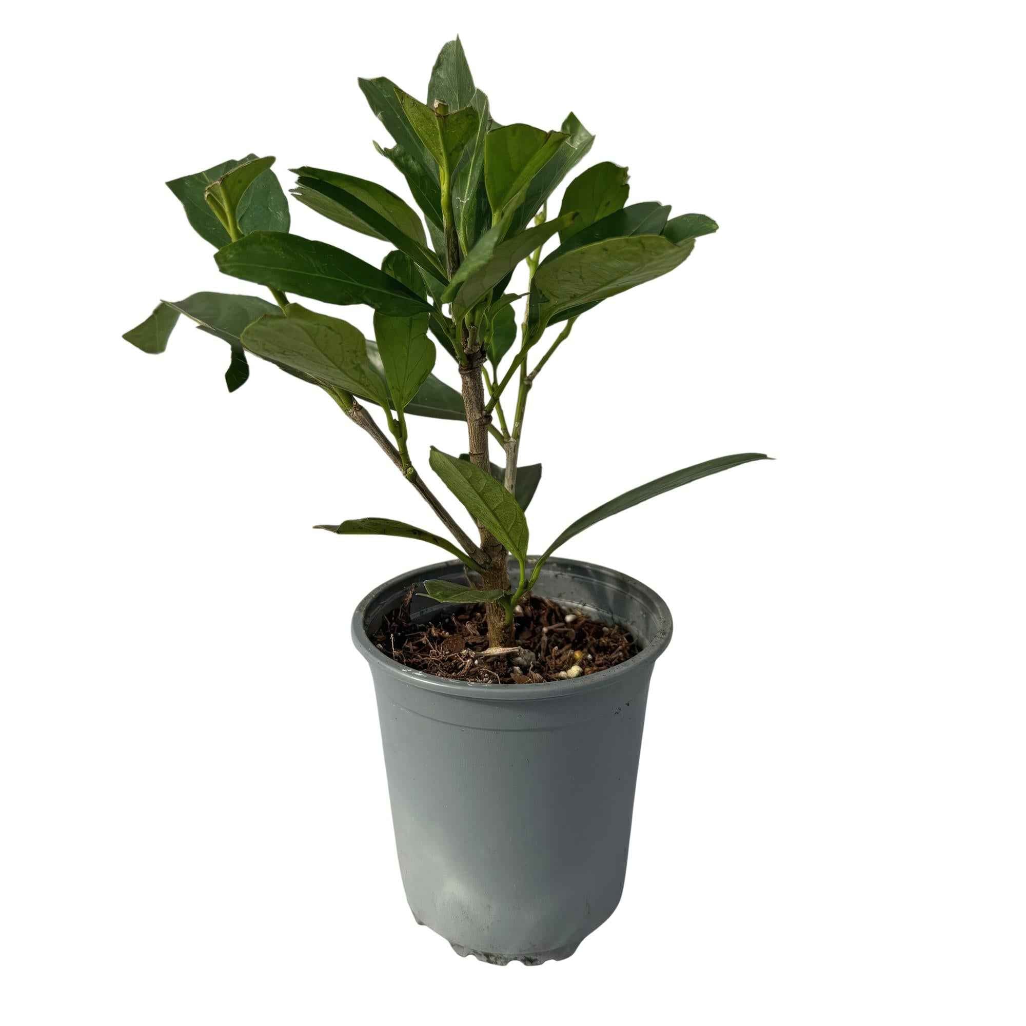 Image of Kirschlorbeer Prunus laurocerasus Caucasica – Immergrün – 8 Pflanzen für 1m Hecke – Schnellwachsende & winterharte Heckenpflanze – Ø9cm Höhe 30-35cm