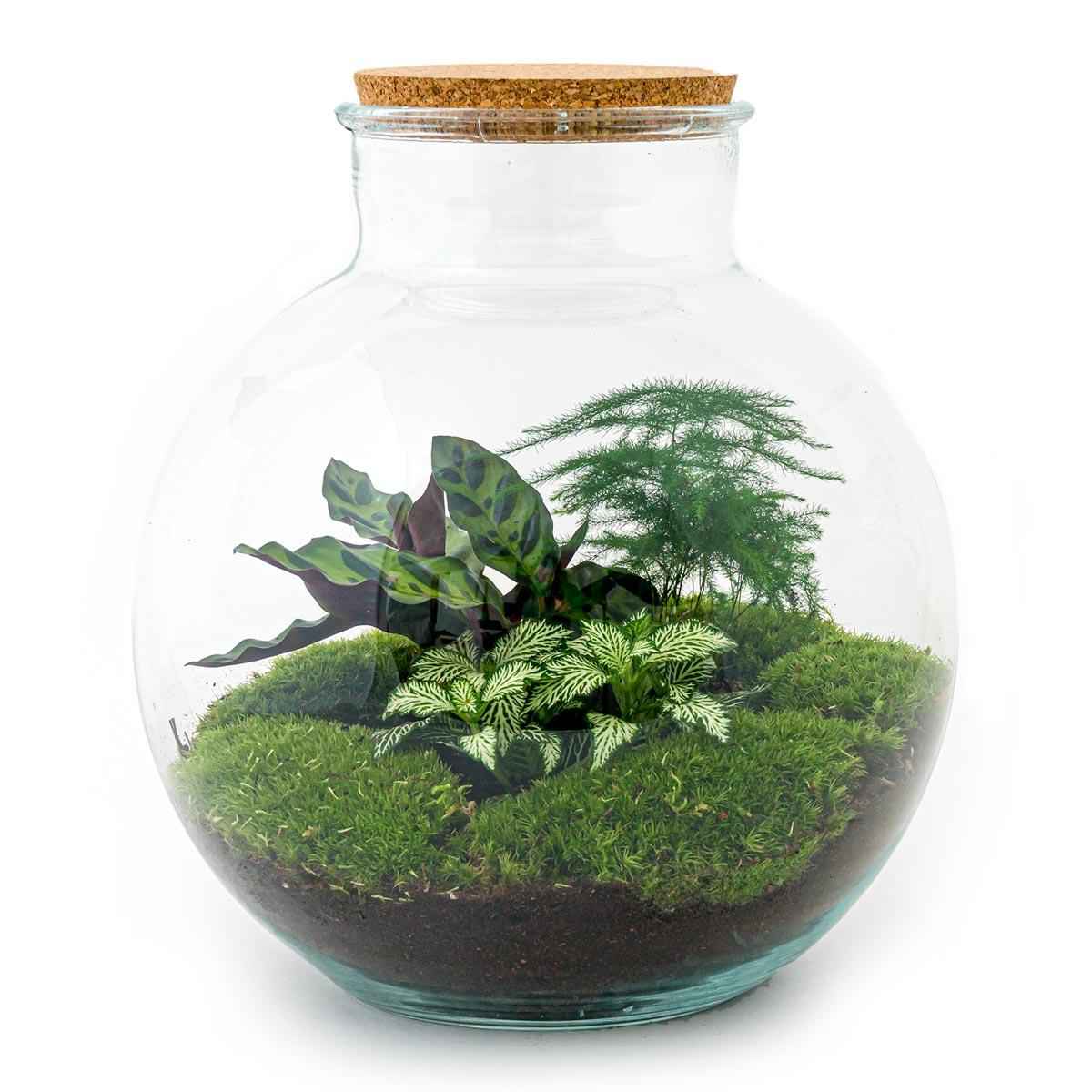 Image of Flaschengarten DIY Bausatz Bolder Bob – Terrarium Ø31cm x H30cm – Do – It – Yourself Pflanzterrarium – Autarkes Mini – Ökosystem-0